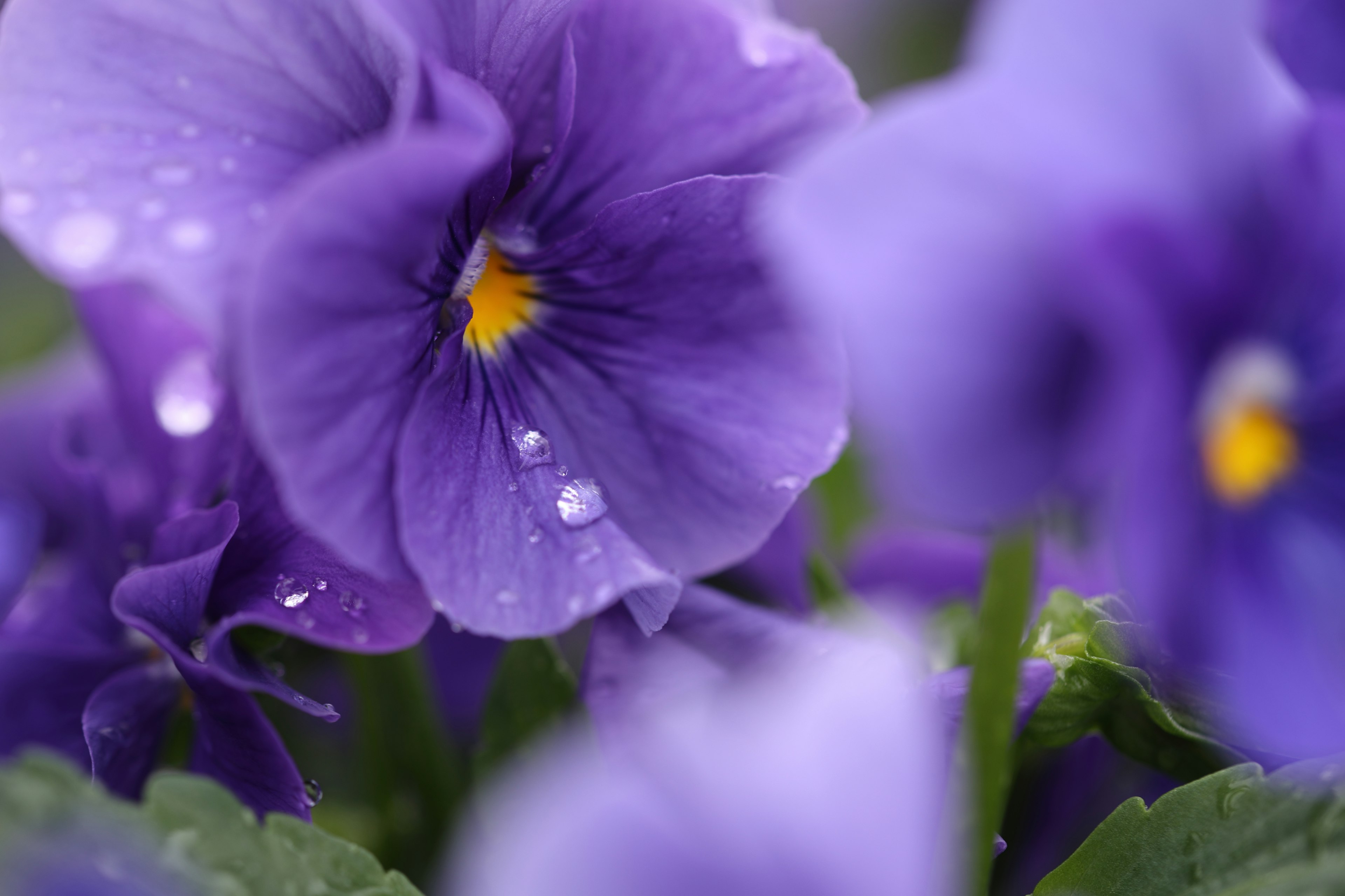 紫色のパンジーの花びらに水滴が付いている鮮明な写真