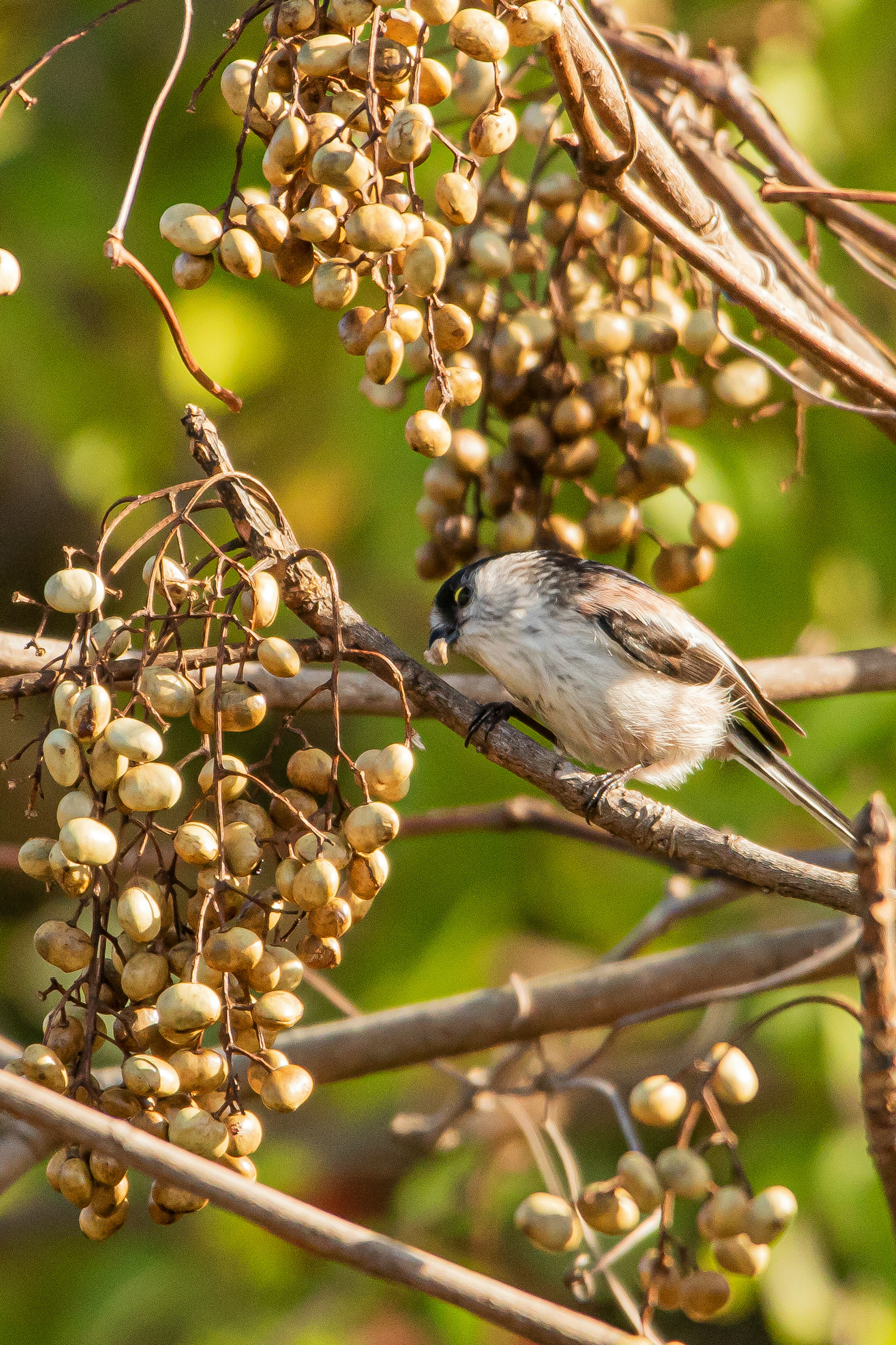 Ein kleiner Vogel sitzt auf einem Zweig mit goldenen Beeren