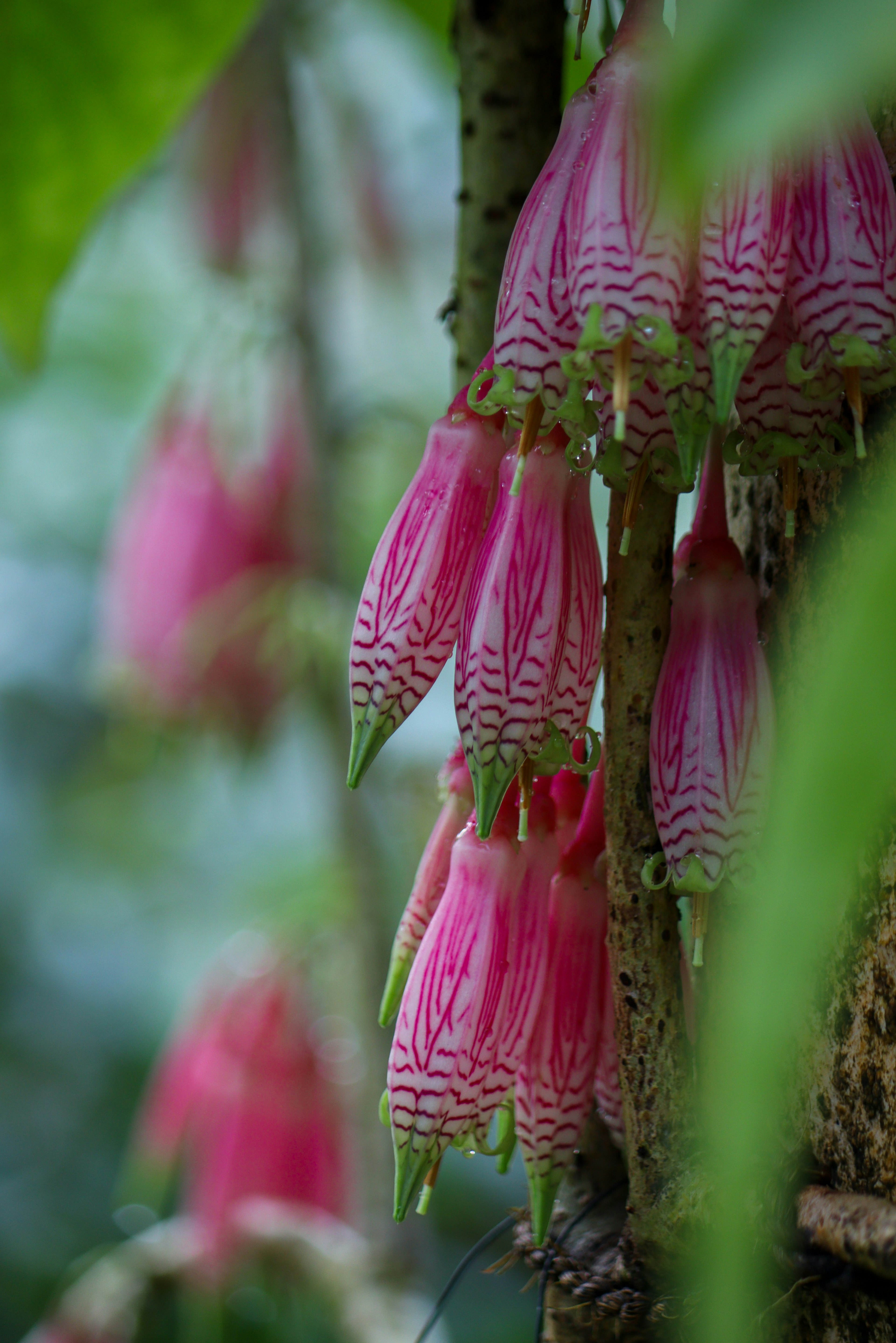 Nahaufnahme von schönen rosa Blumen, die an einer Pflanze hängen