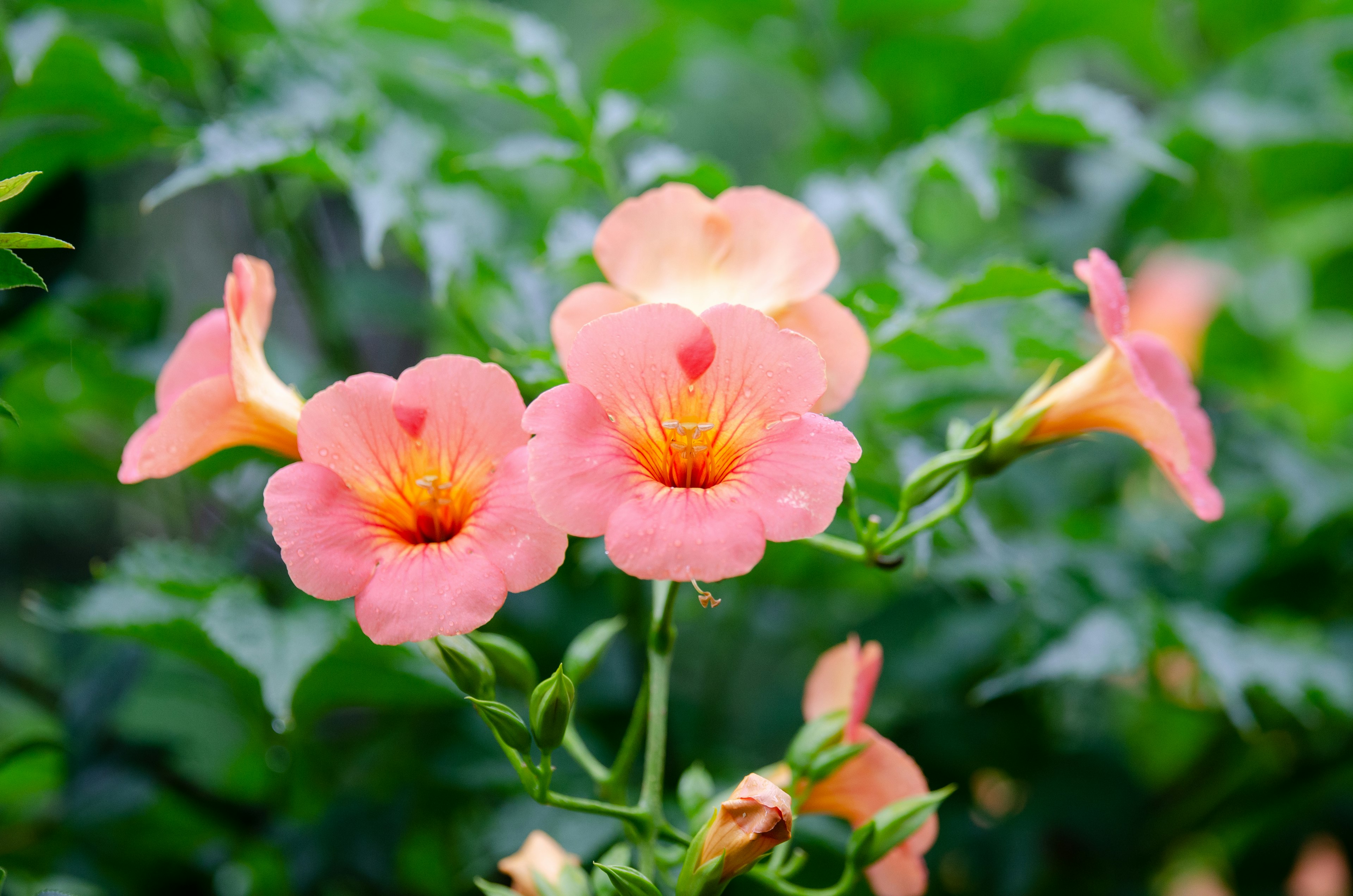 Acercamiento de flores naranjas vibrantes en una planta verde