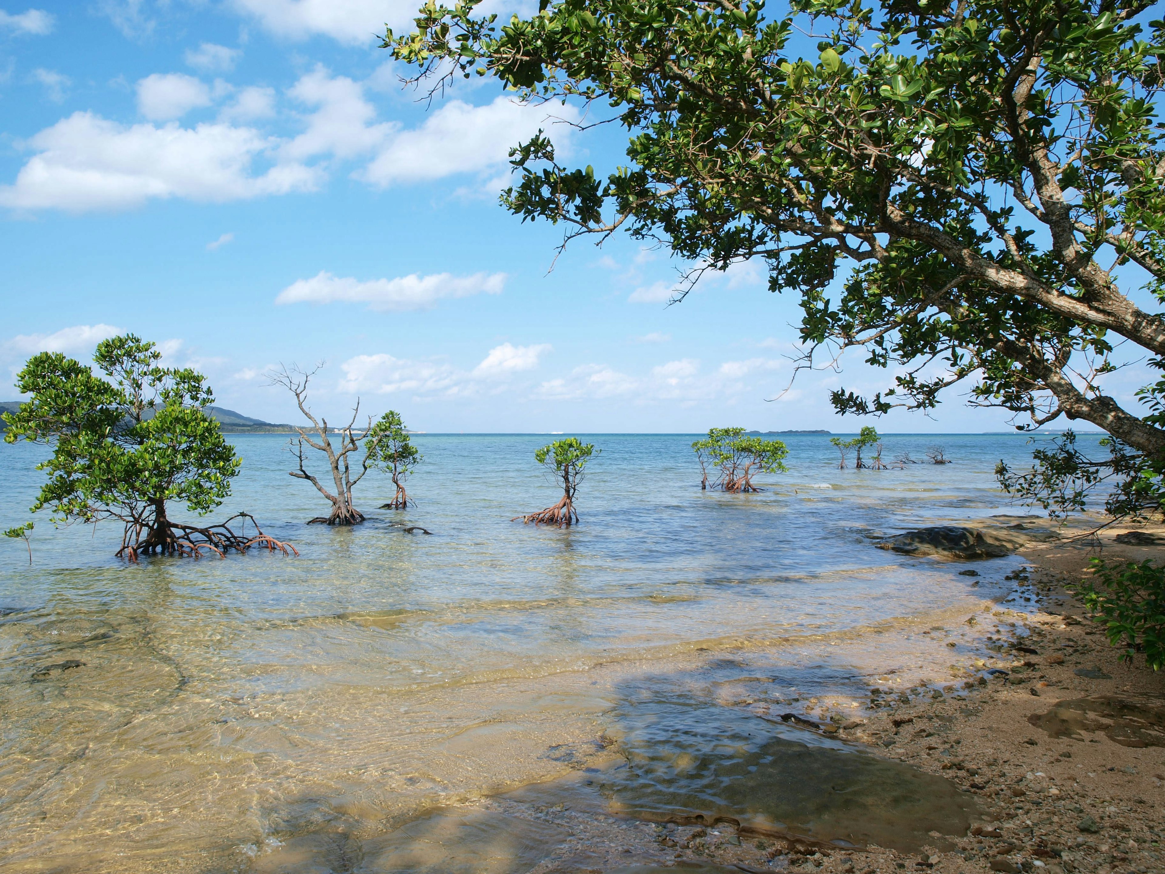 Mangrovenbäume am ruhigen Meer unter einem blauen Himmel