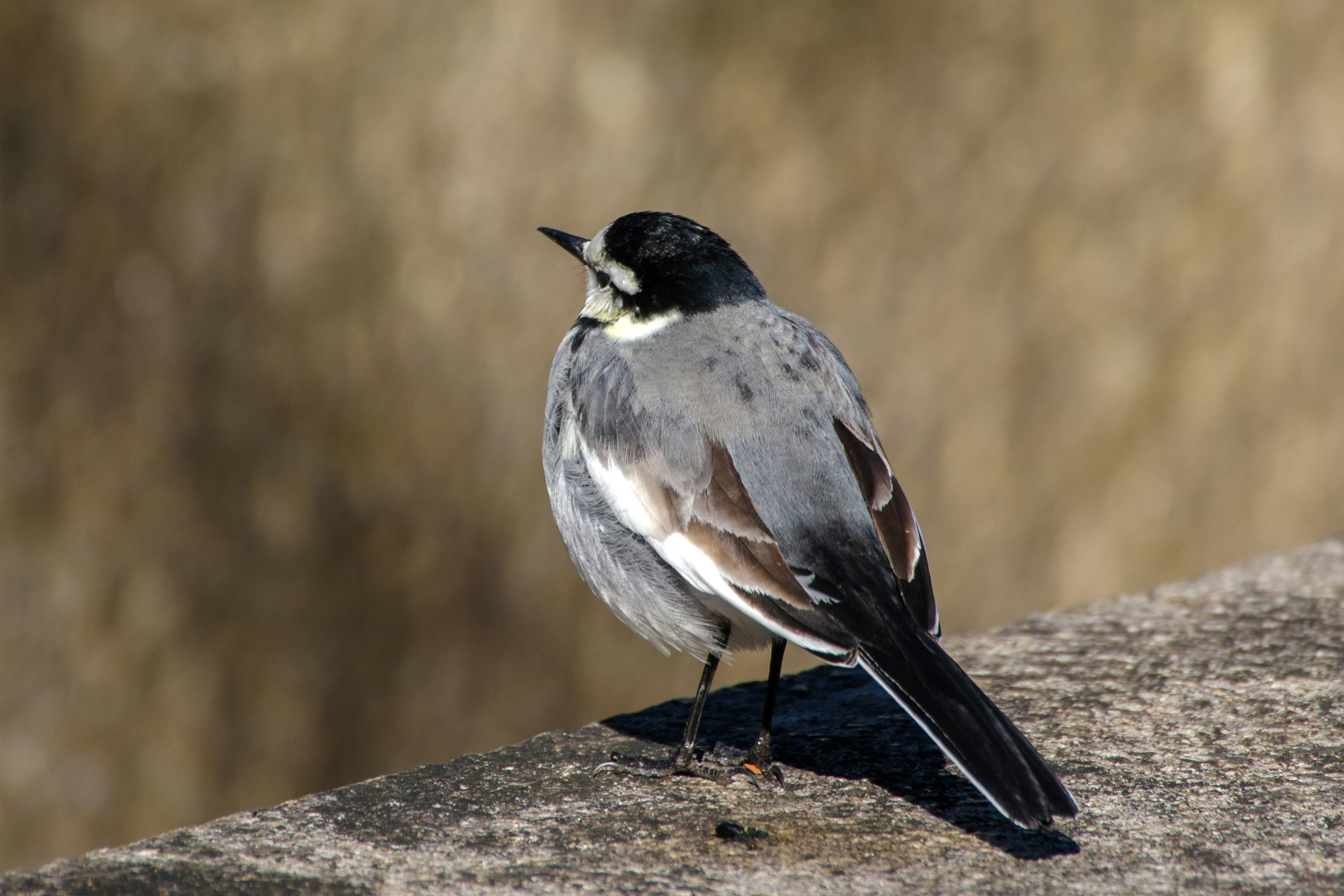 Ein grauer Vogel steht auf einem Stein mit markanten Merkmalen