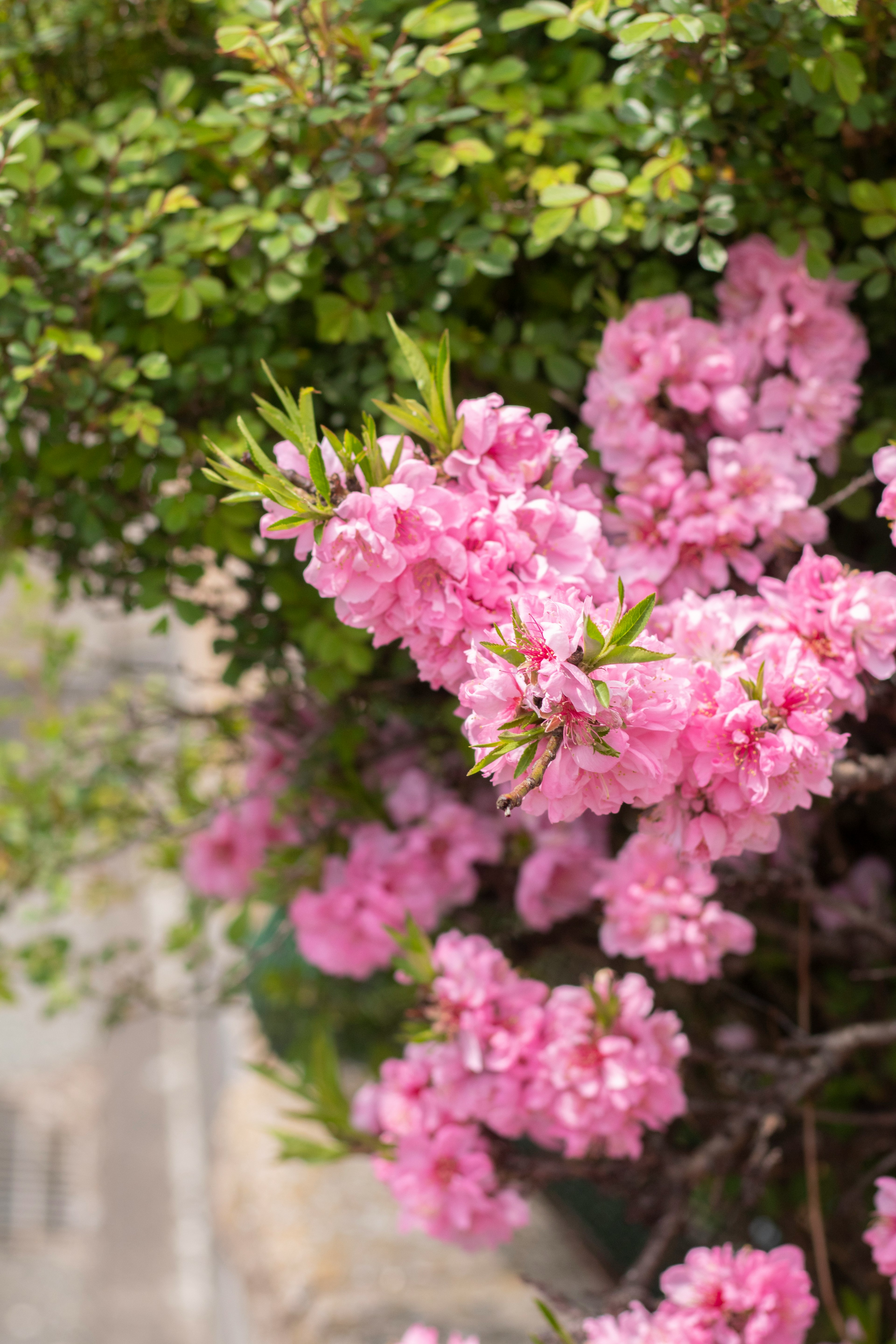 ピンクの花が咲いている緑の葉の近くの美しい風景