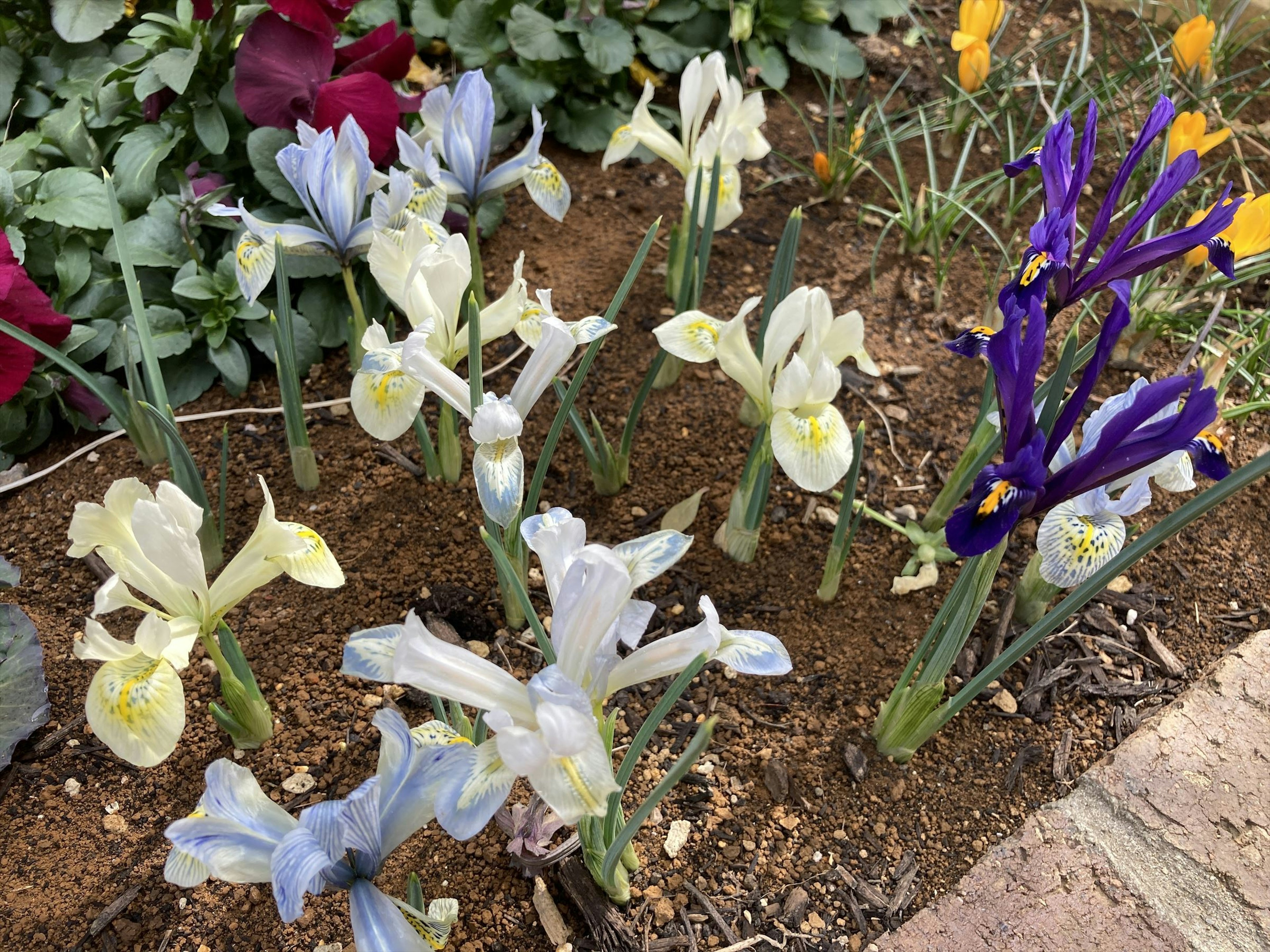 白と紫のアイリスの花が咲いている庭の一角