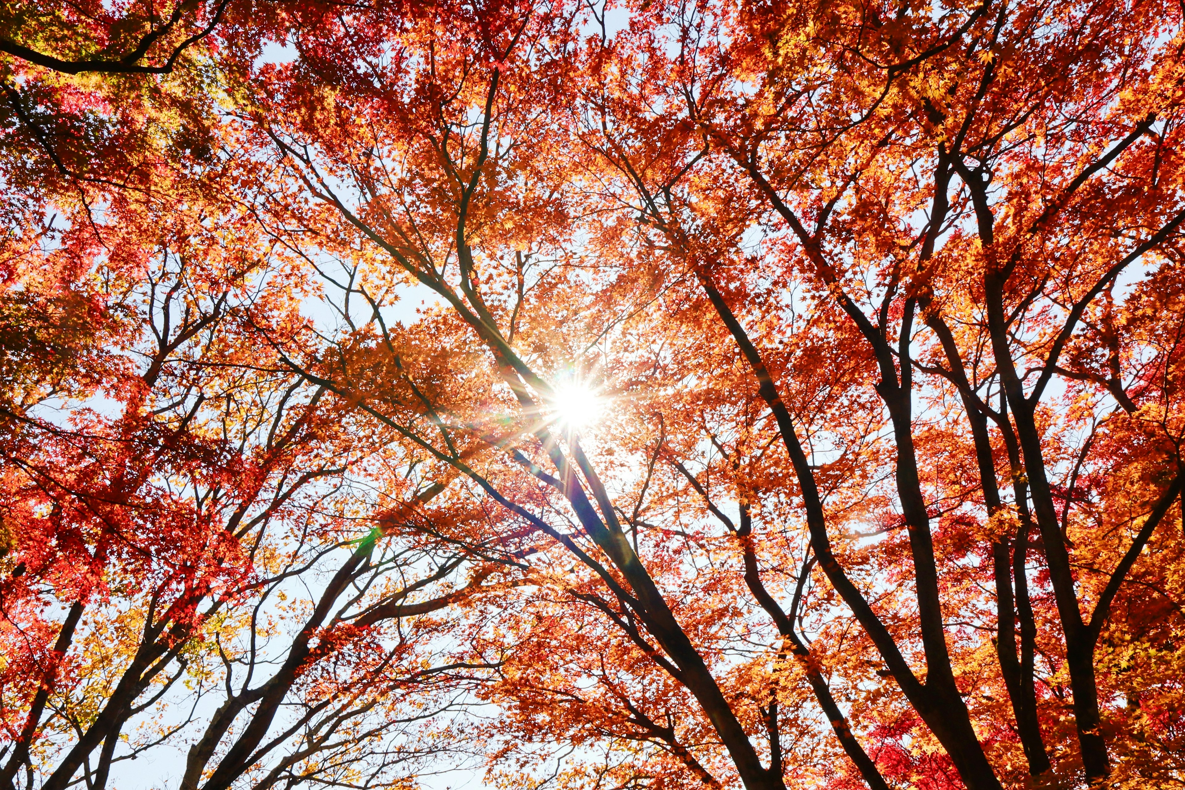 Luz del sol filtrándose a través de vibrantes hojas de otoño