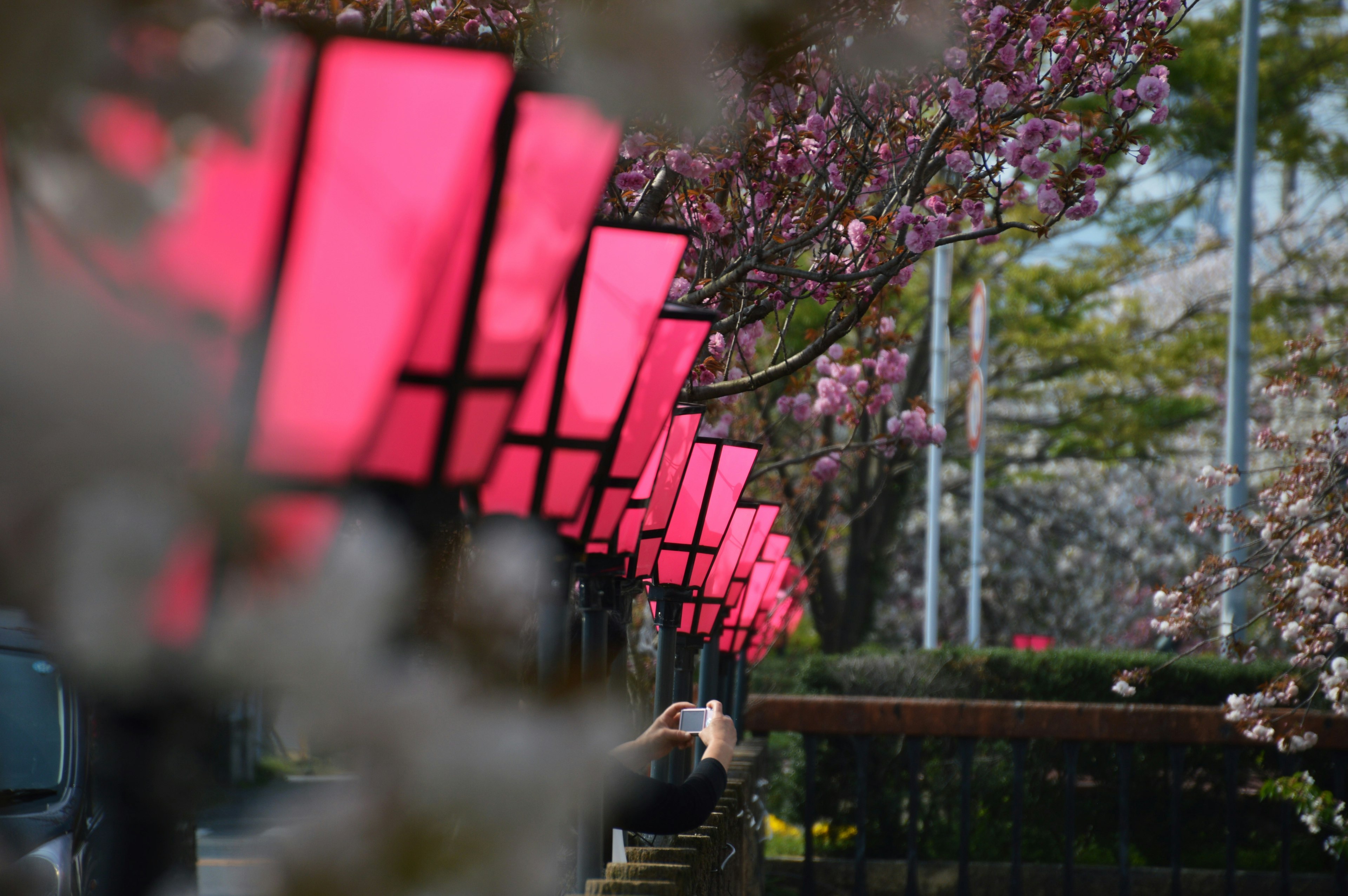 Pink lanterns lined under cherry blossom trees