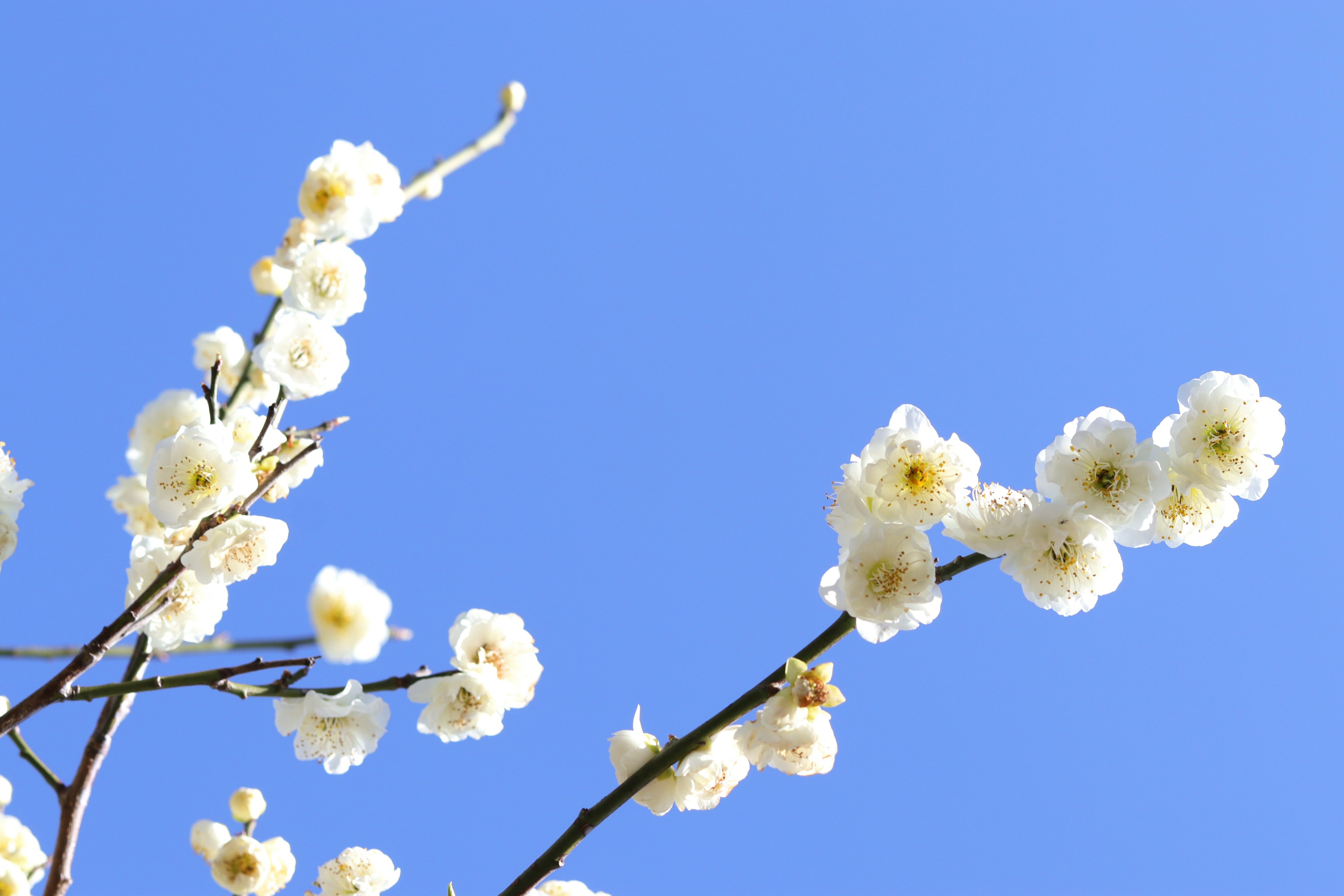 青空を背景にした白い花の枝