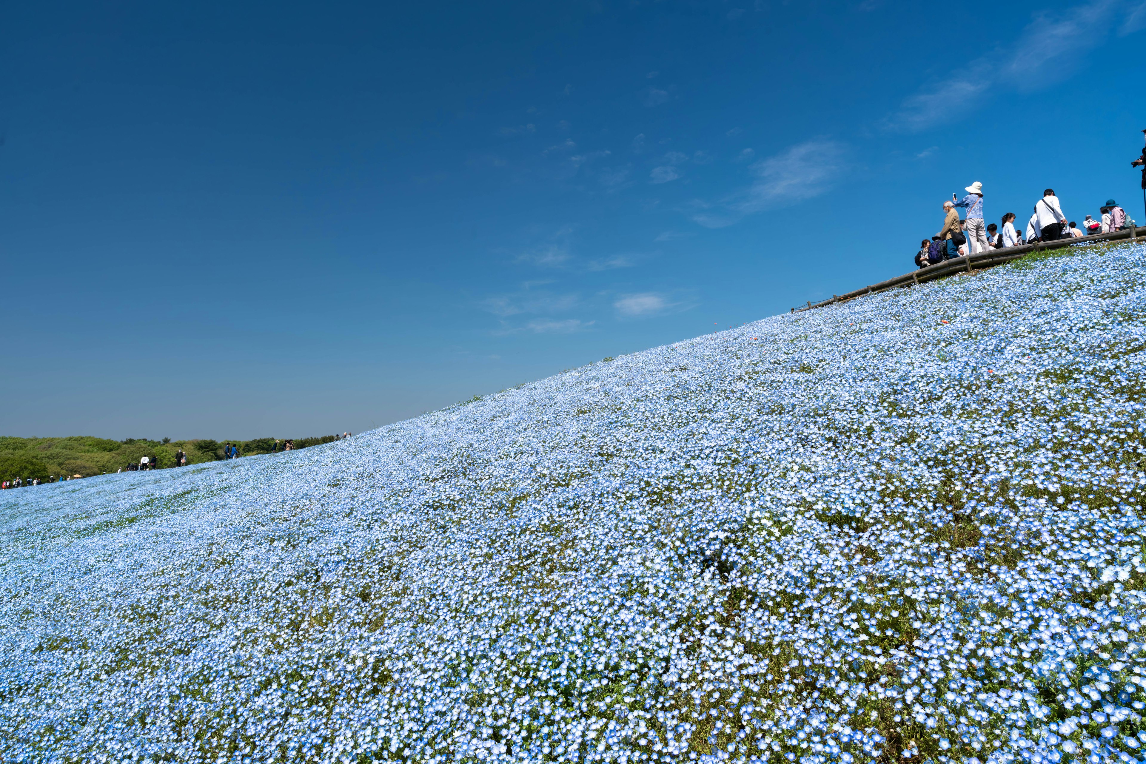 Hillside covered with blue flowers and visitors