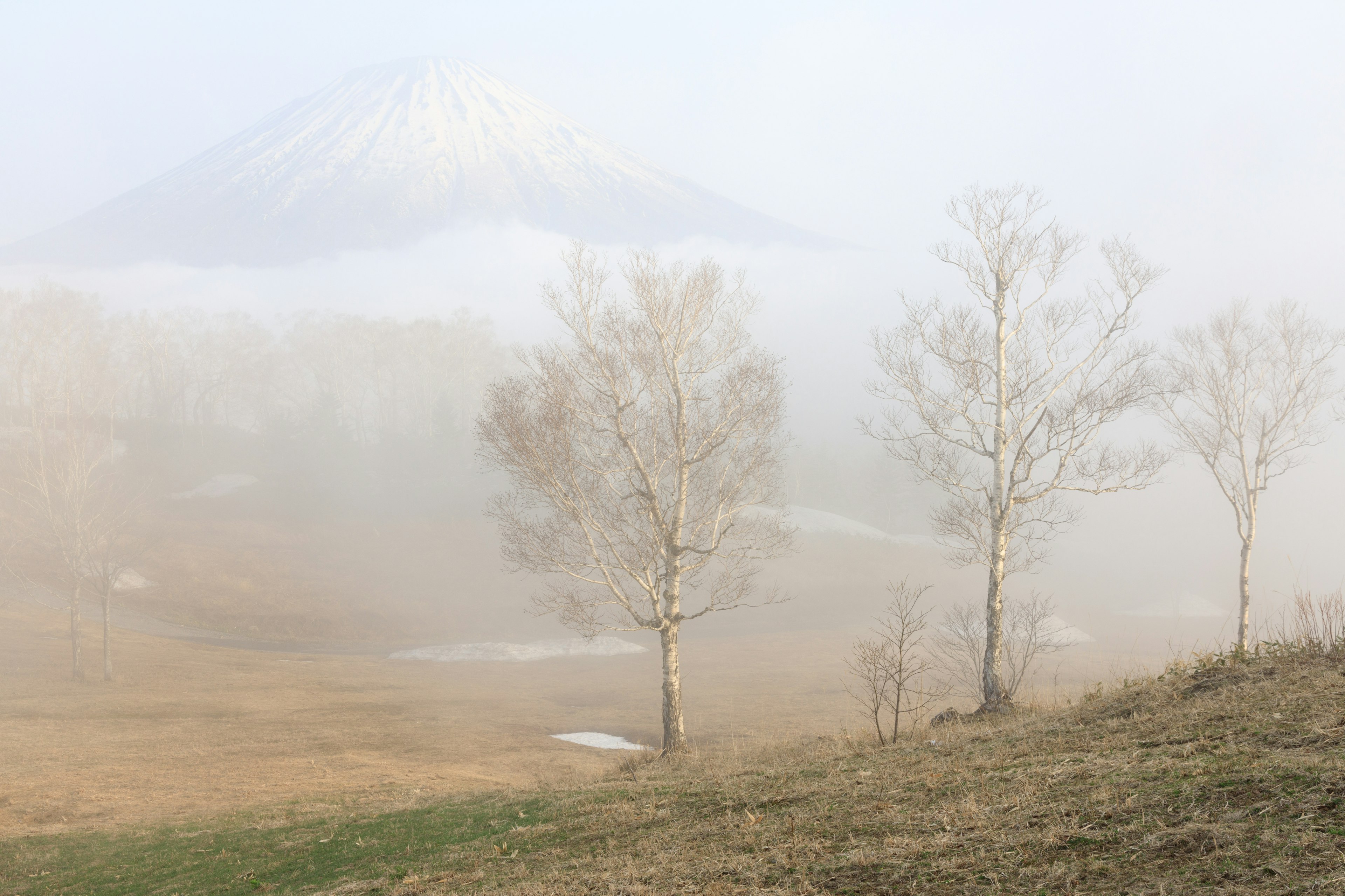 Paesaggio nebbioso con betulle e una montagna in lontananza