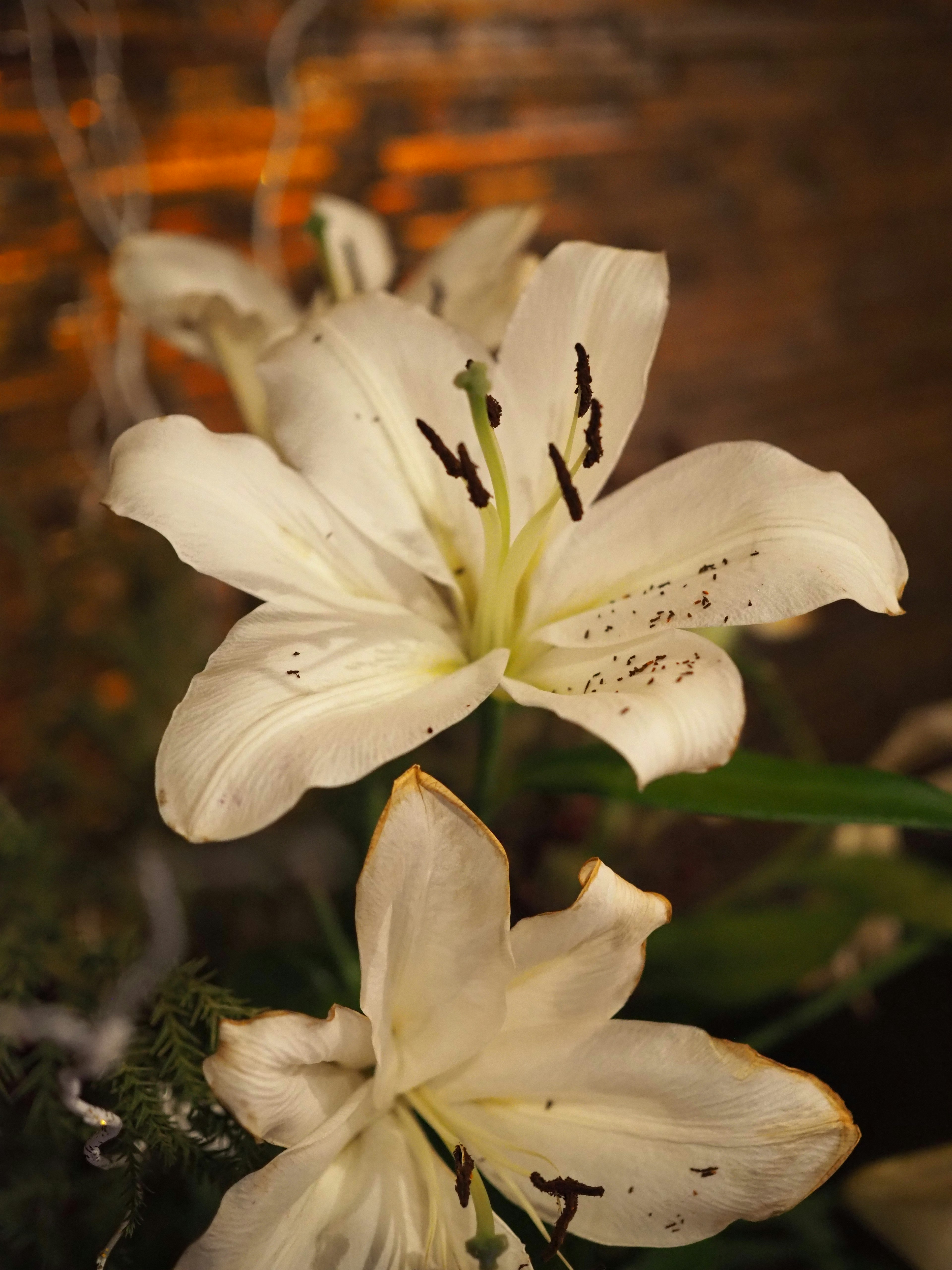 白いユリの花が背景に映える美しい画像