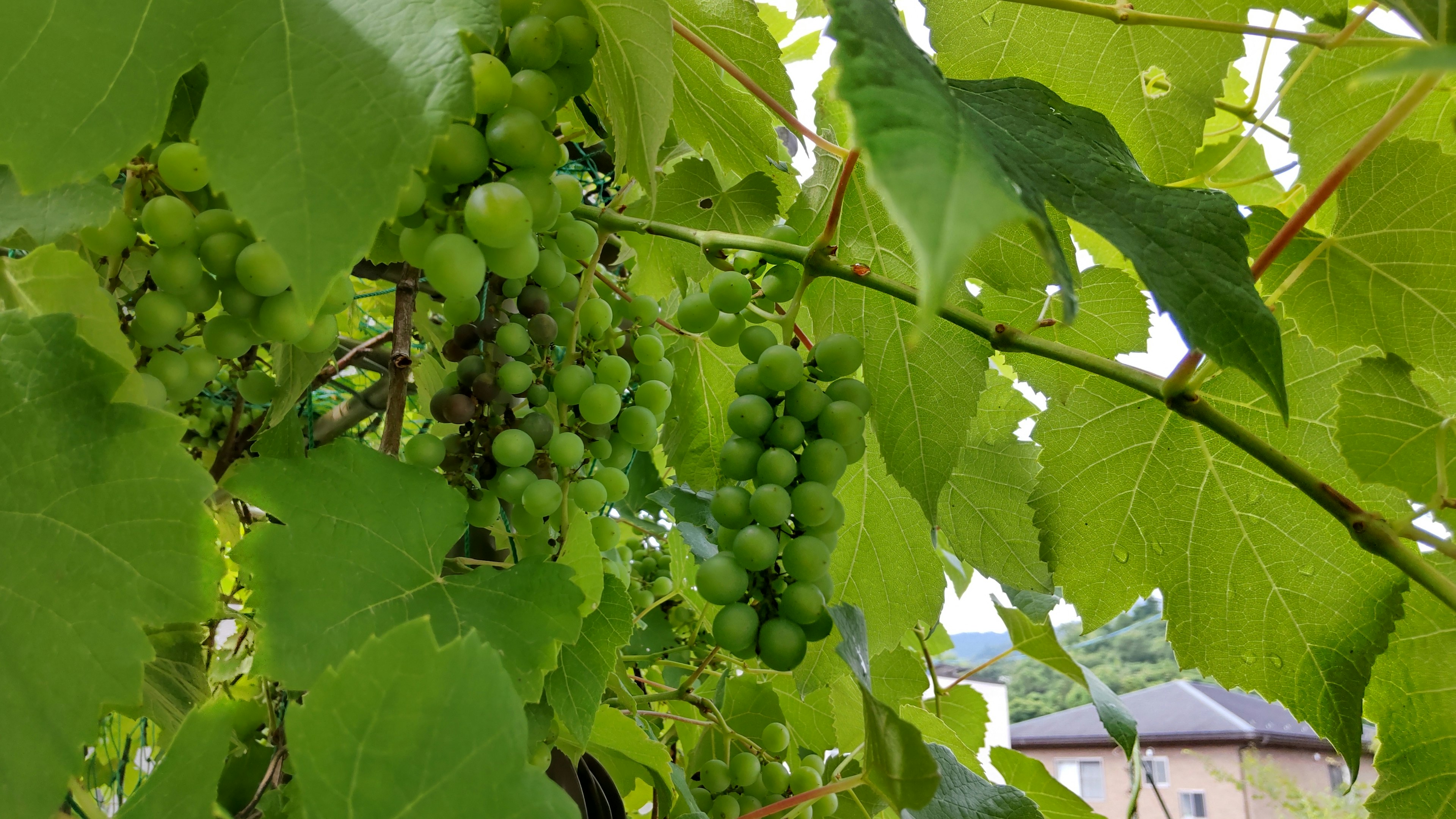 Racimo de uvas verdes visible entre las hojas