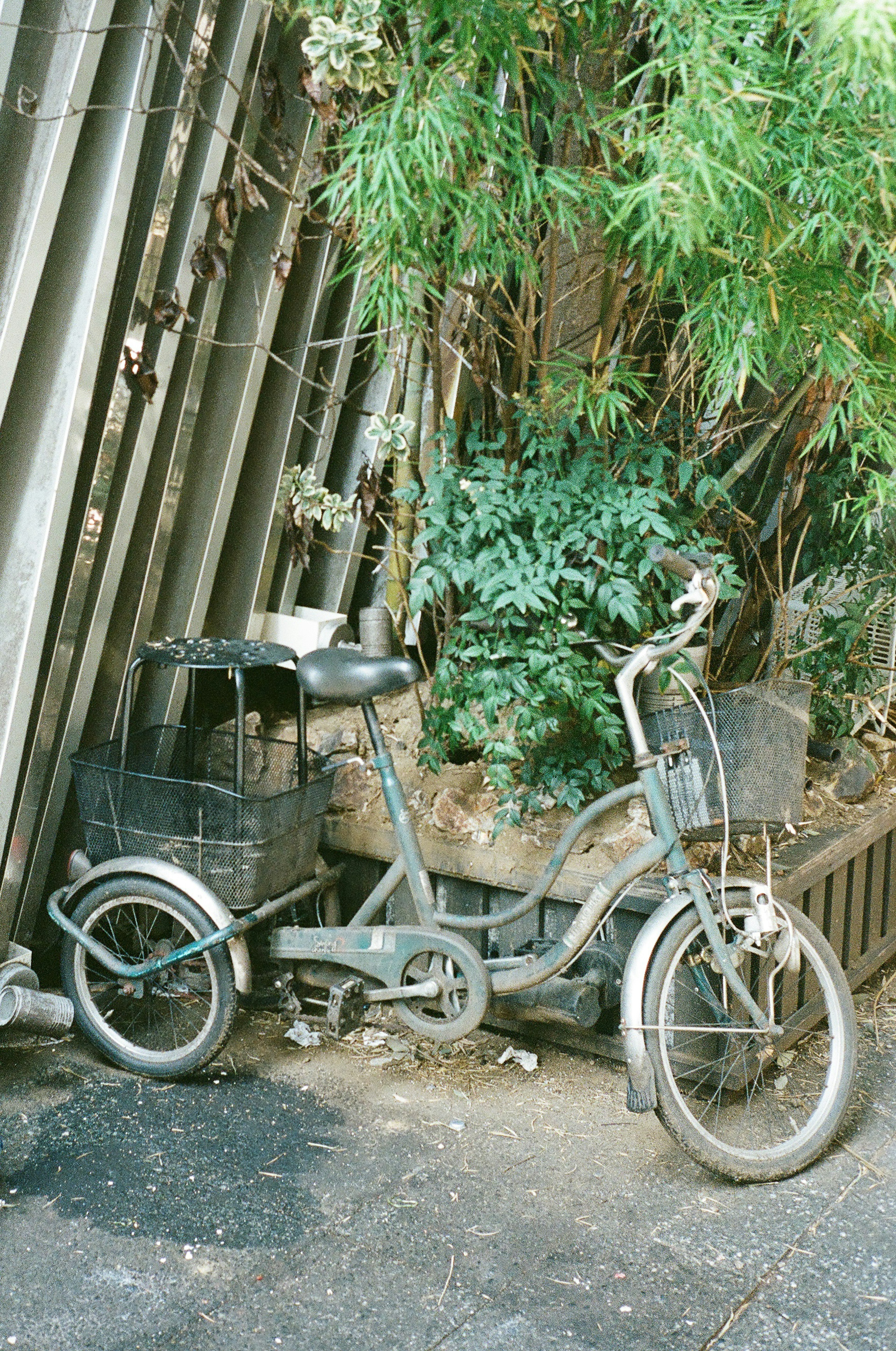 An old bicycle next to green plants