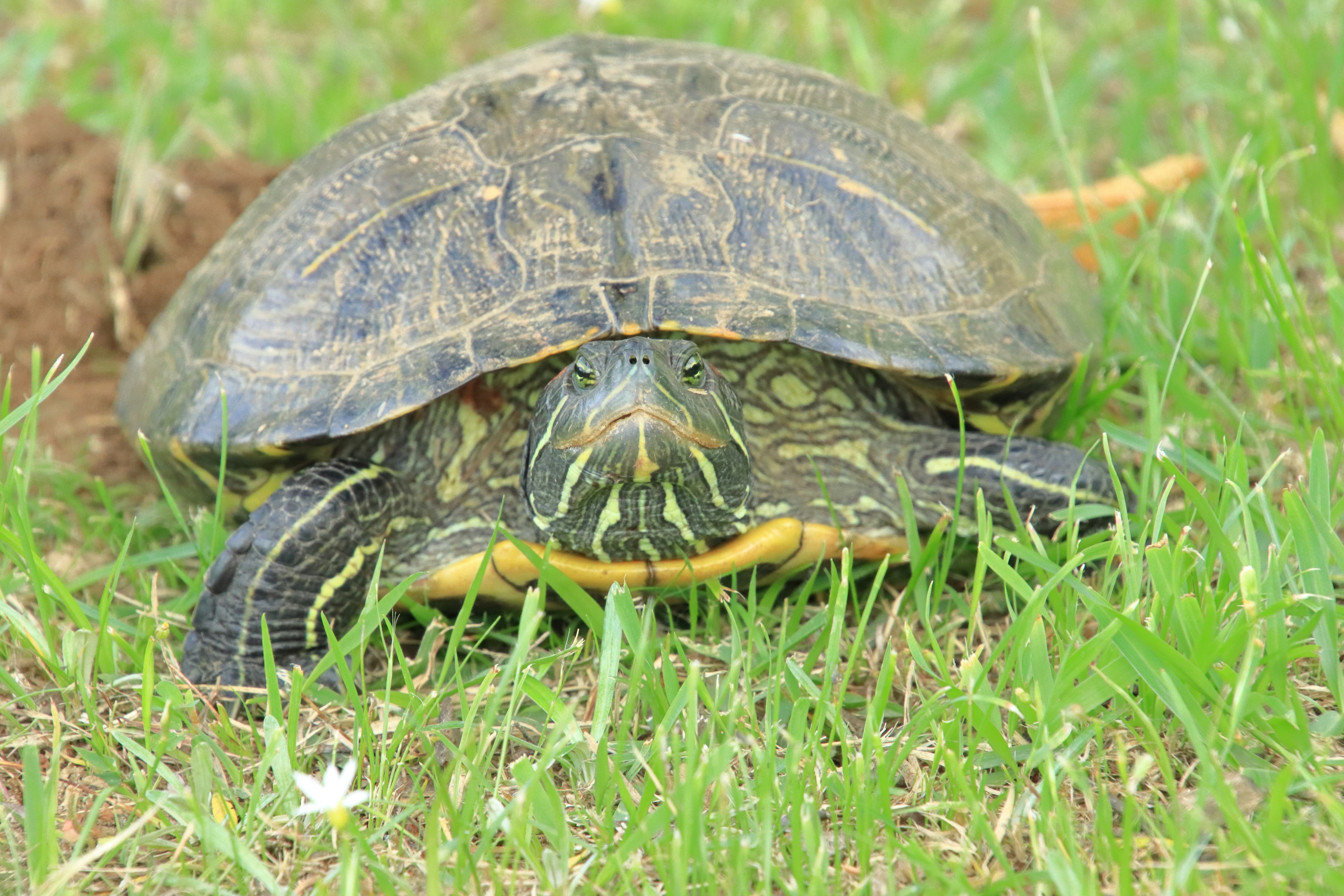 Gros plan d'une tortue sur de l'herbe