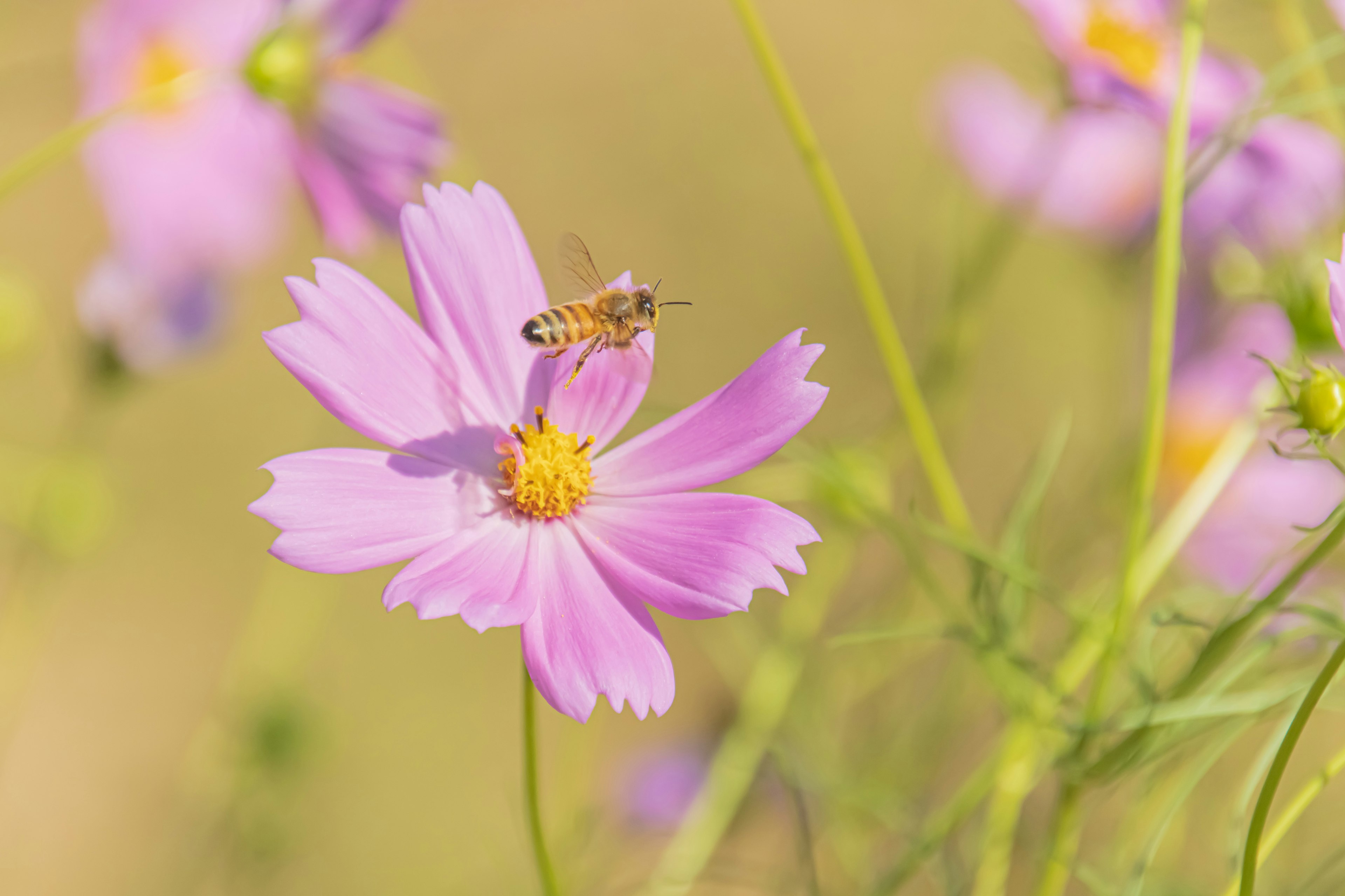 ピンクのコスモスの花と蜂のクローズアップ