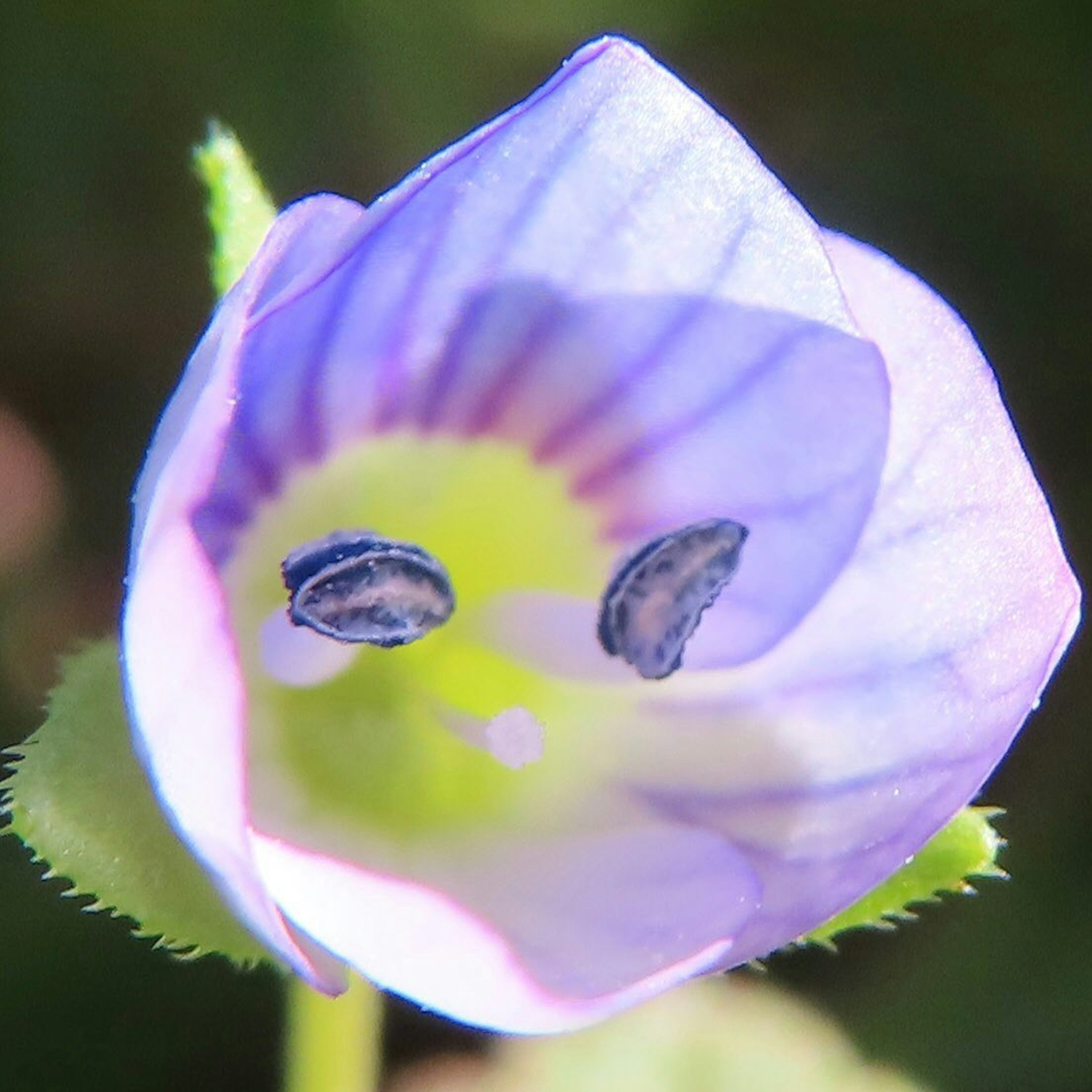 Close-up of a small purple flower with two black stamens in the center