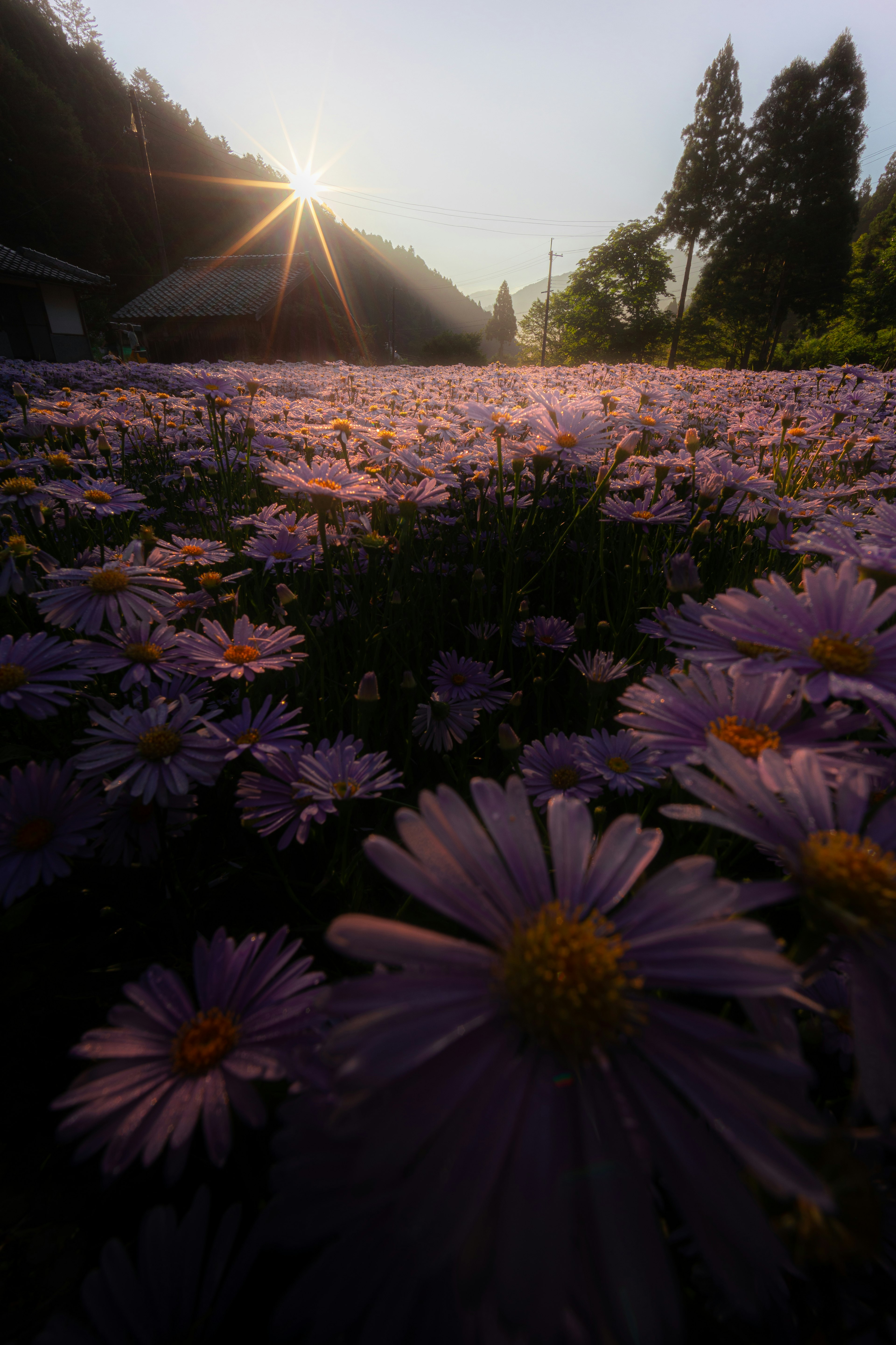 日の出を背景に紫色の花が広がる風景