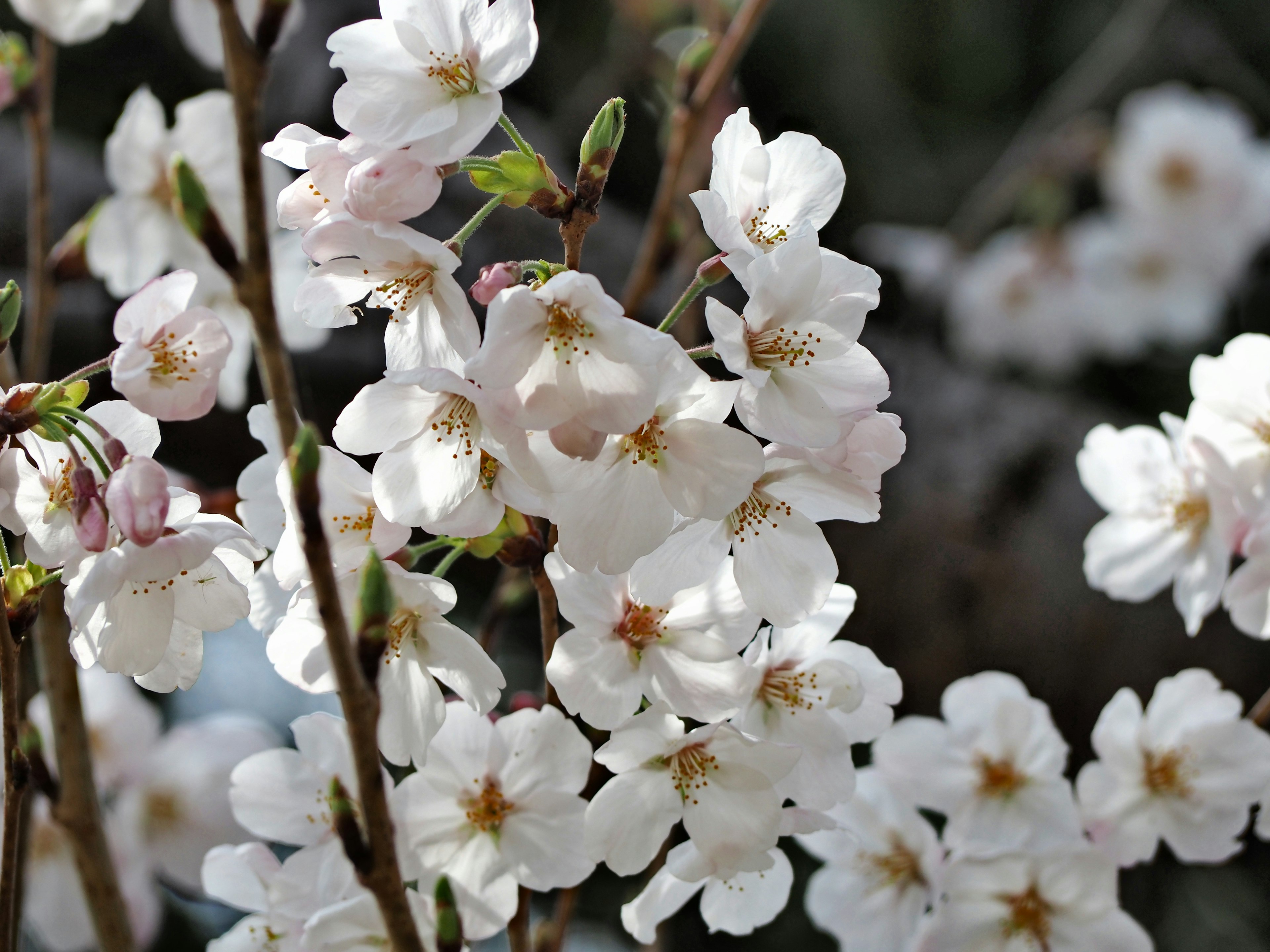 Close-up of blooming white cherry blossoms on branches