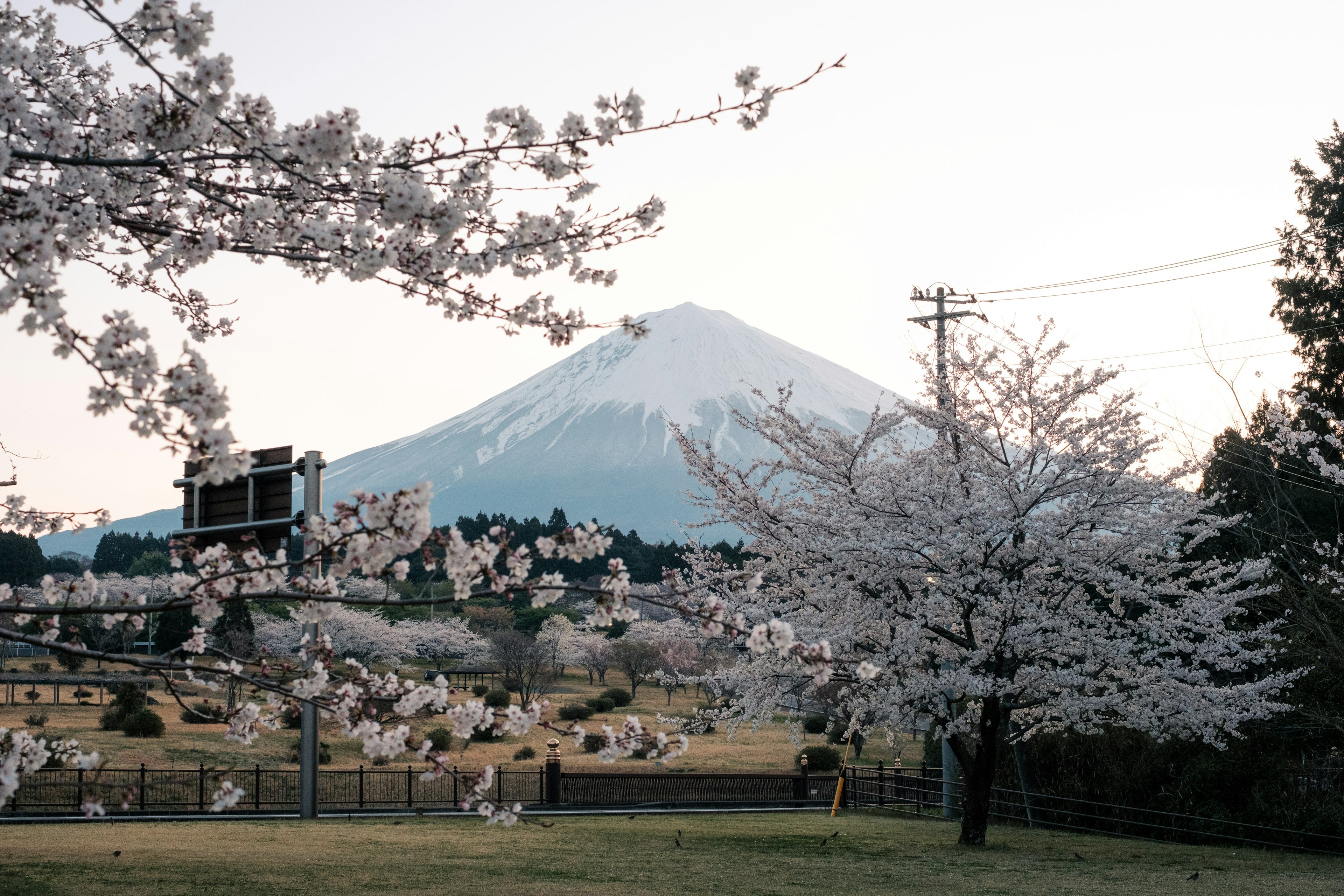 Cherry blossom trees with Mount Fuji in the background