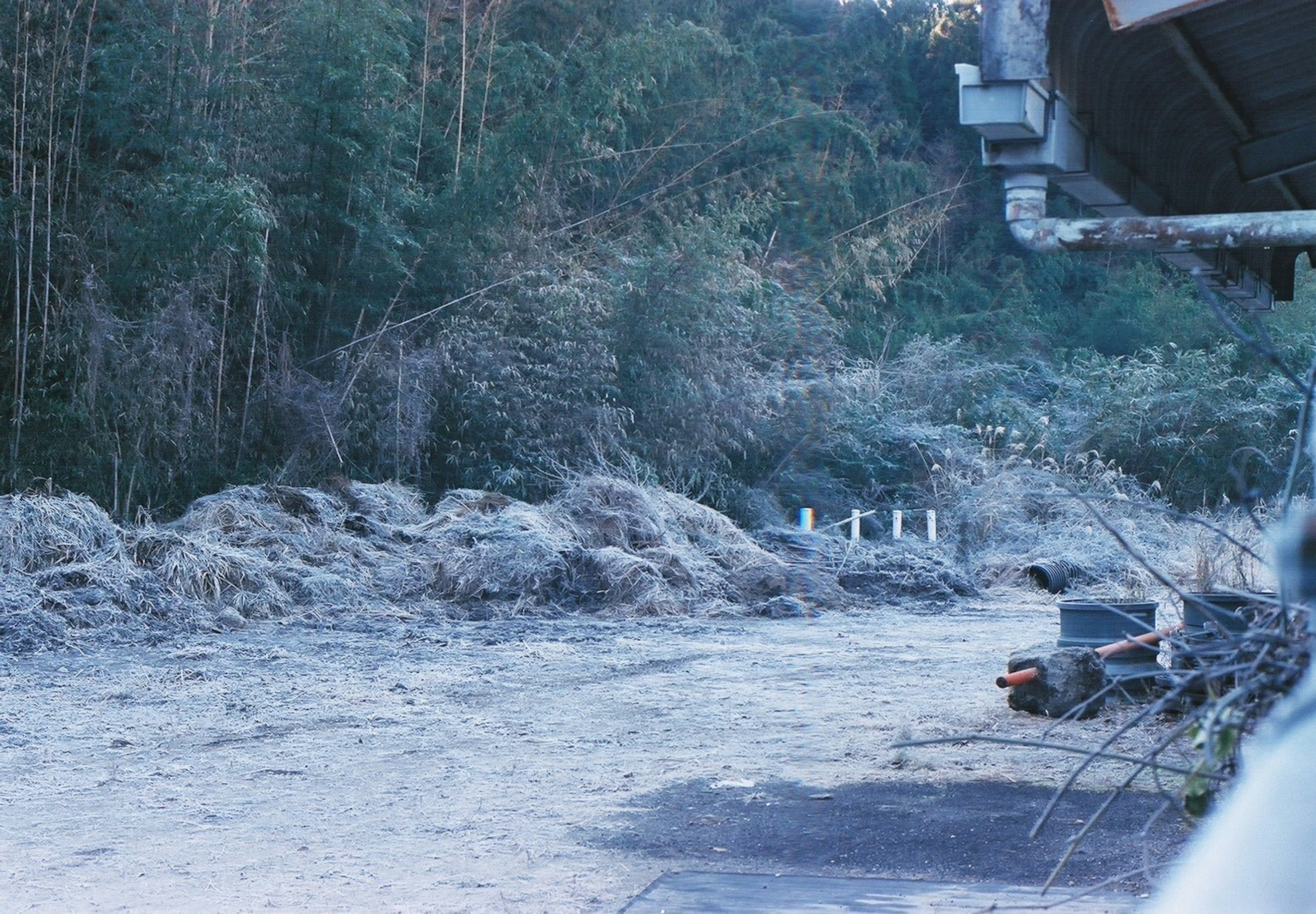 道路脇の竹林と枯れた草が見える風景