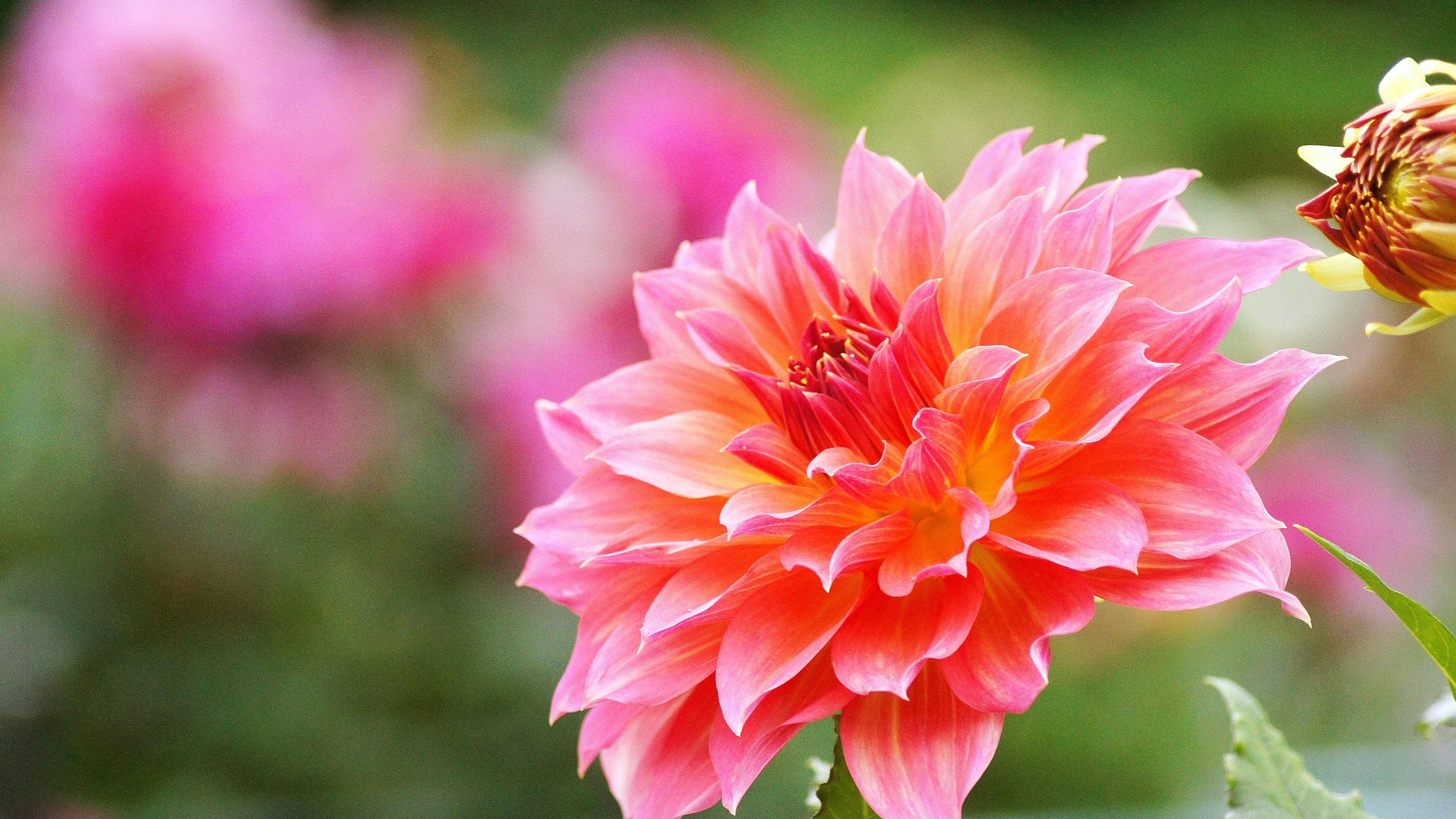 Un grande fiore di dalia in tonalità rosa e arancione brillante