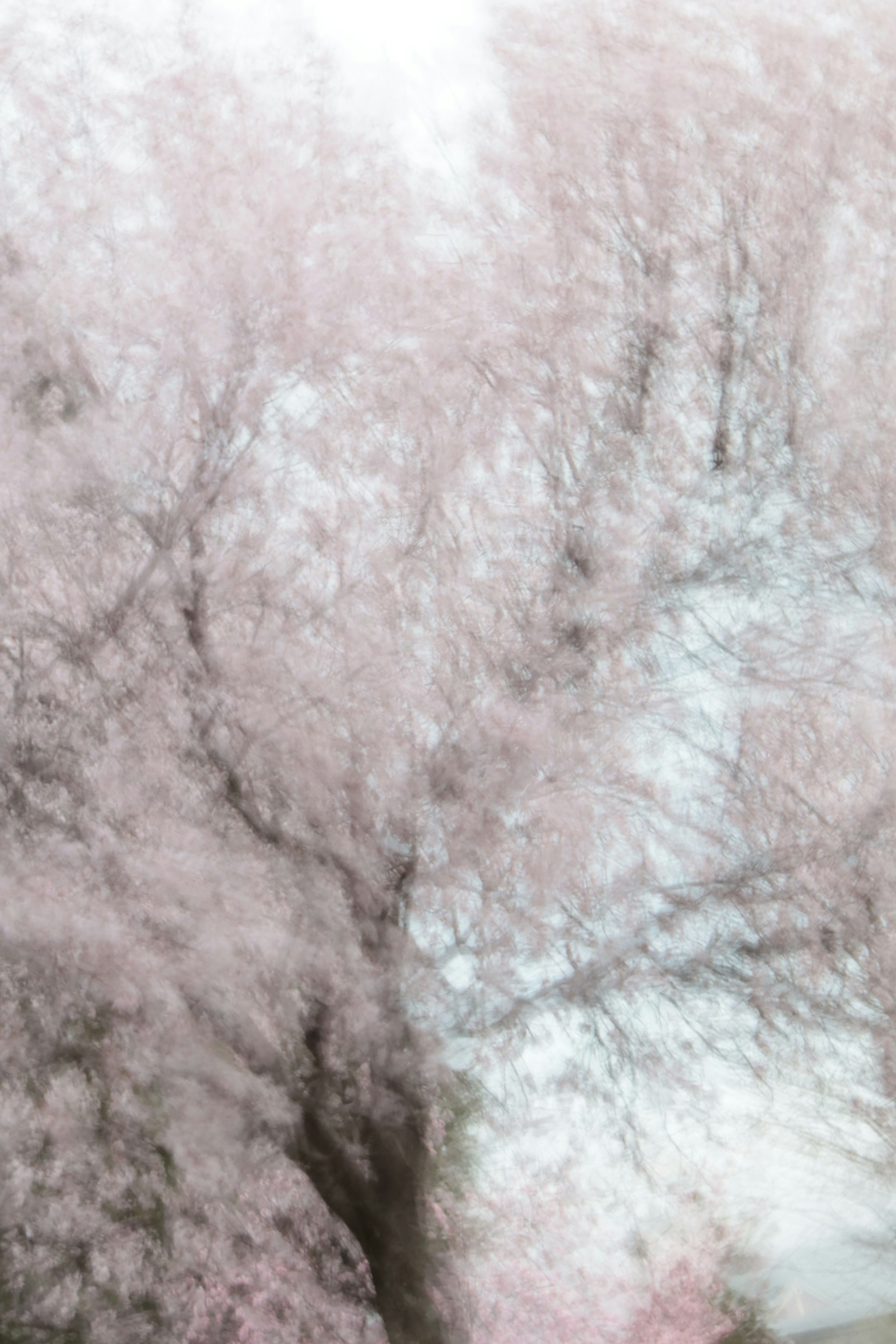 Árboles de cerezo rosa pálido contra un fondo borroso