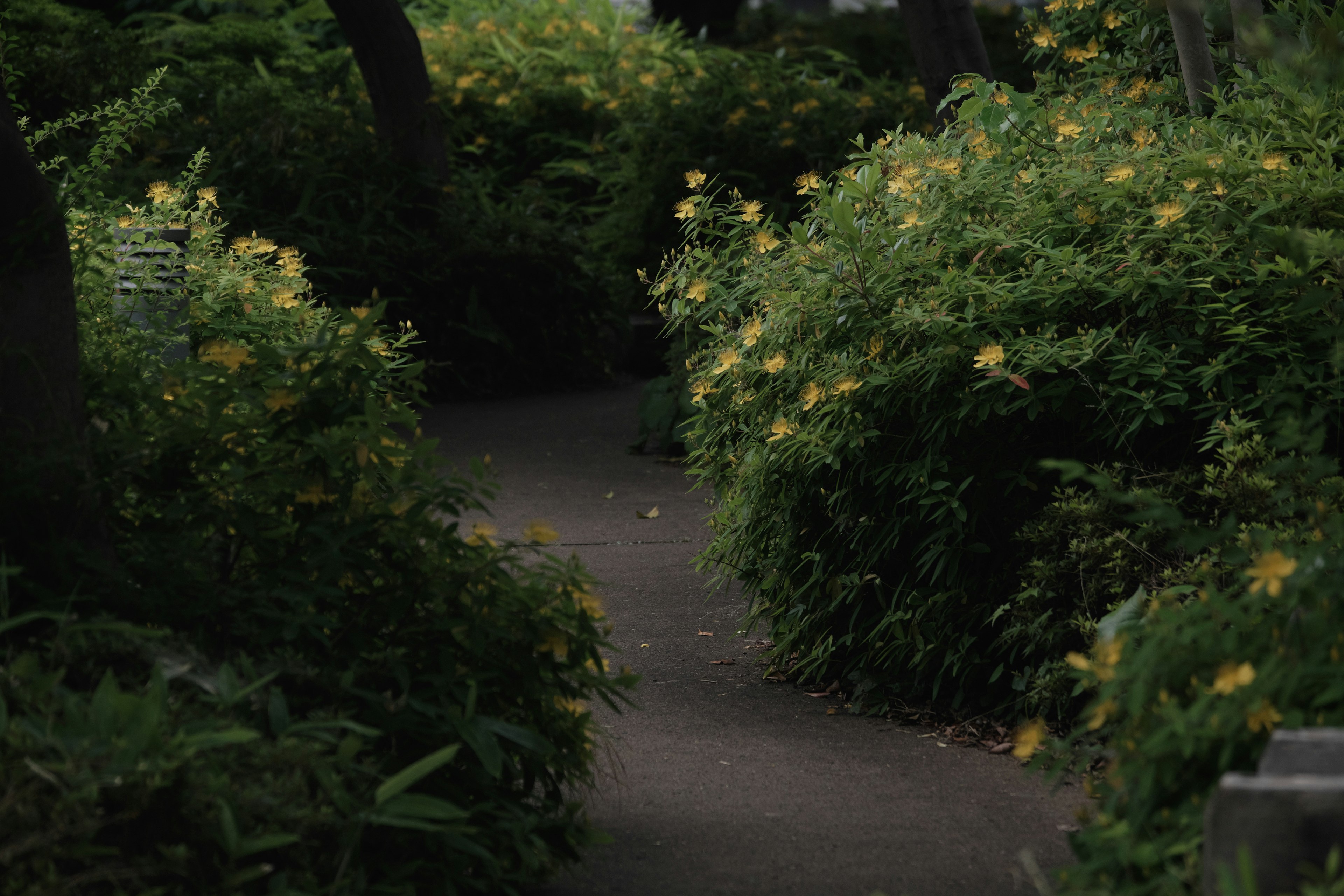 Pathway surrounded by lush greenery and yellow flowers