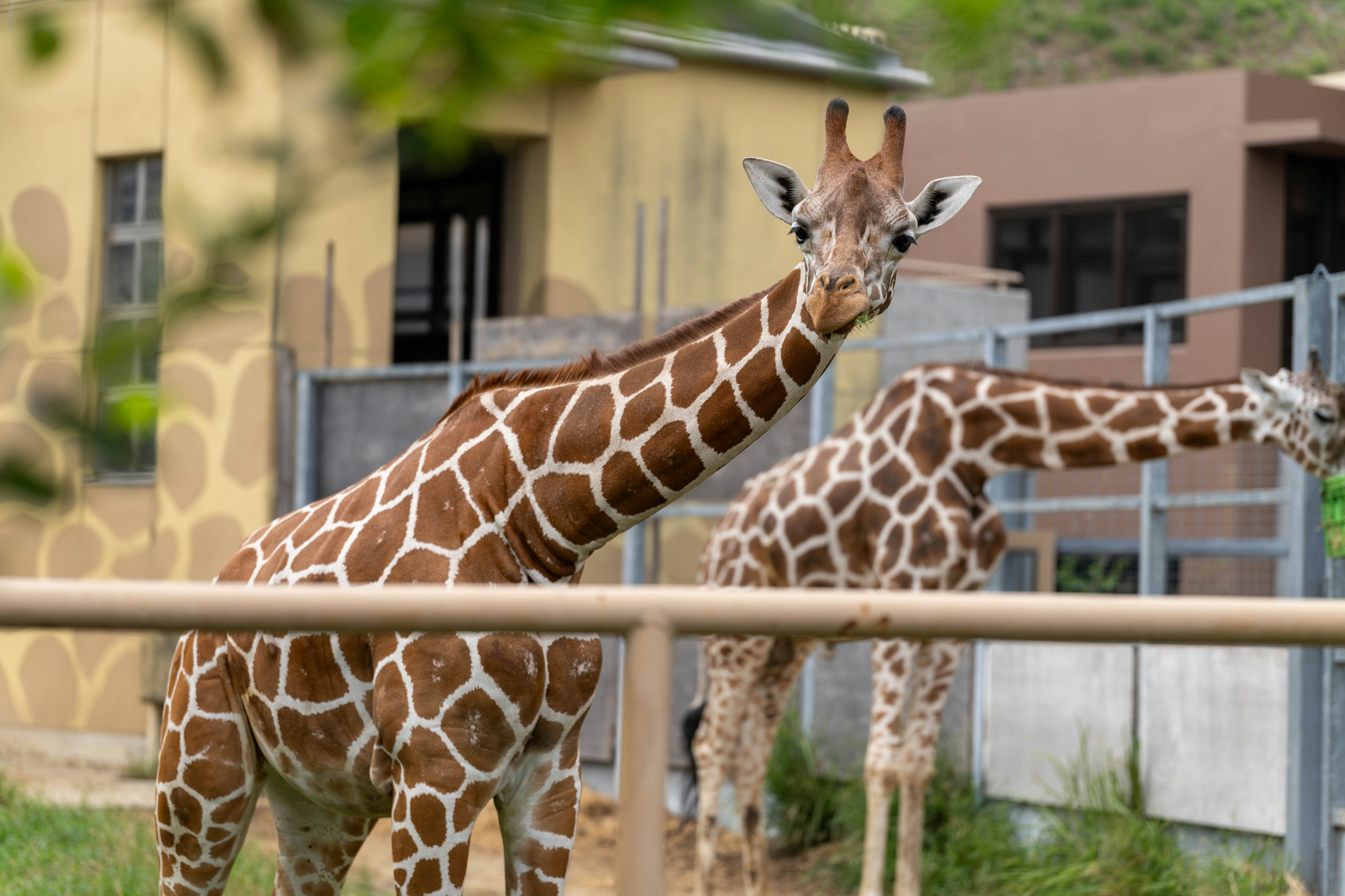 Two giraffes standing in an enclosure one giraffe facing towards the viewer