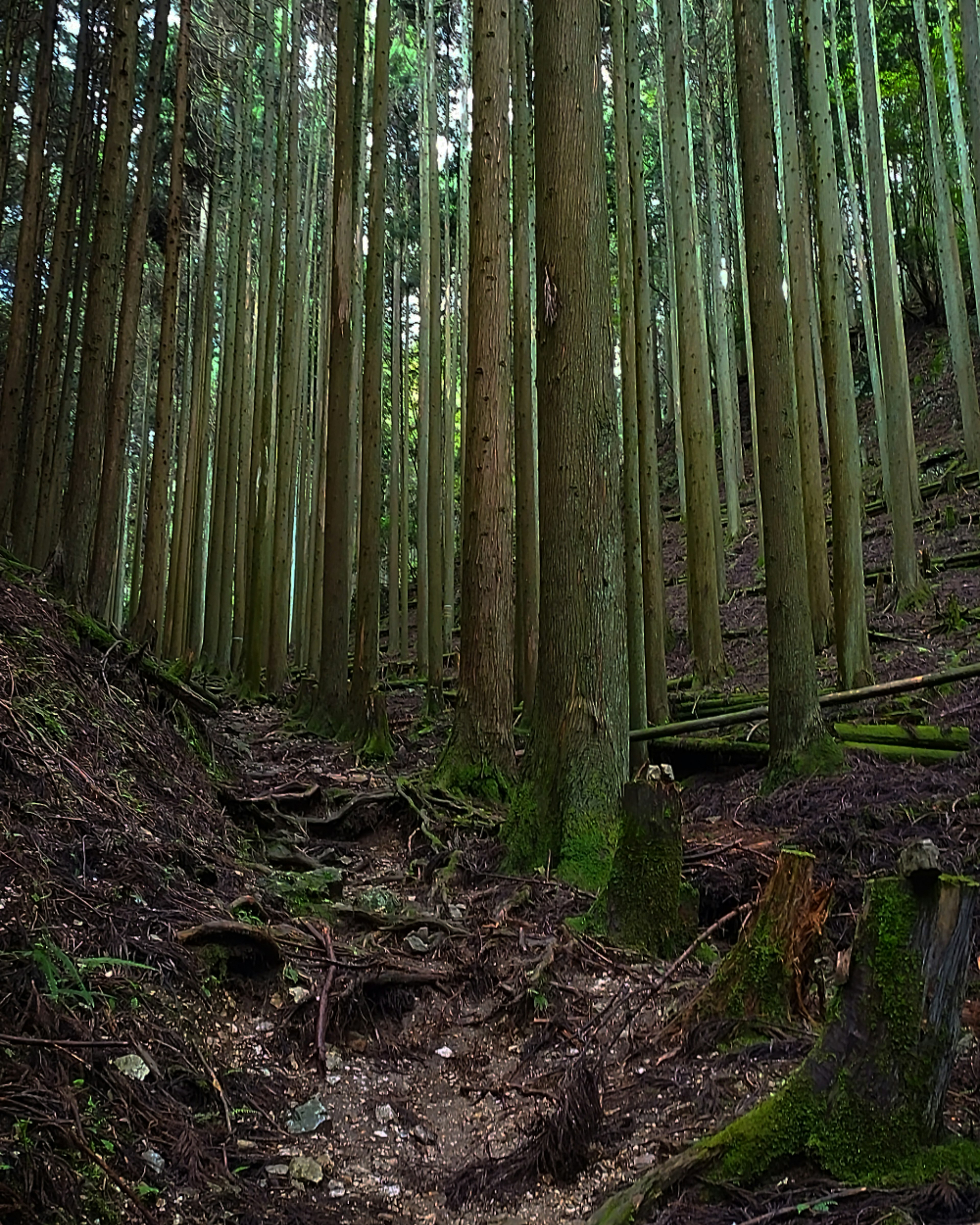 Forest path with tall green trees and earthy trail