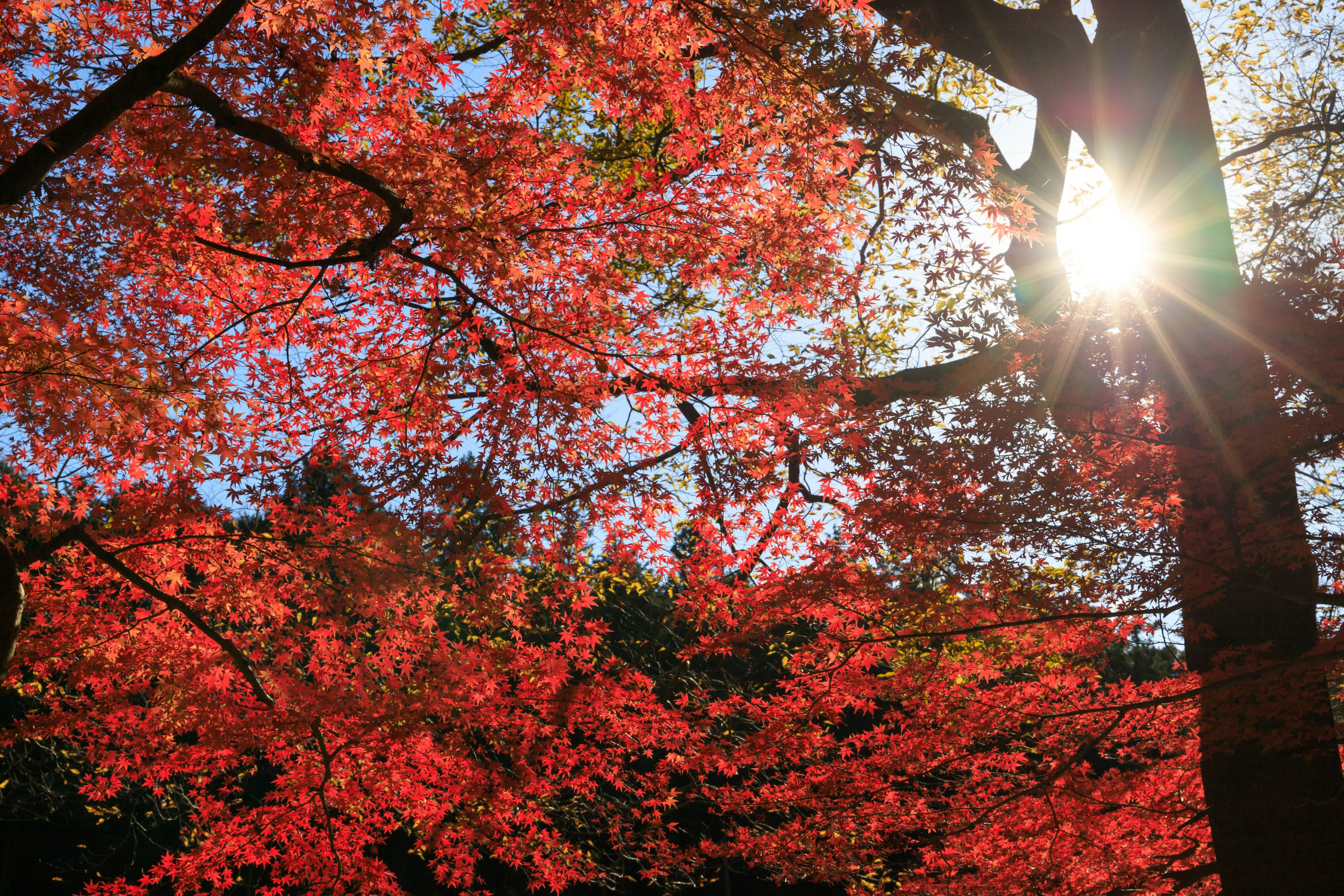 Vista escénica de hojas de otoño rojas vibrantes con luz solar filtrándose