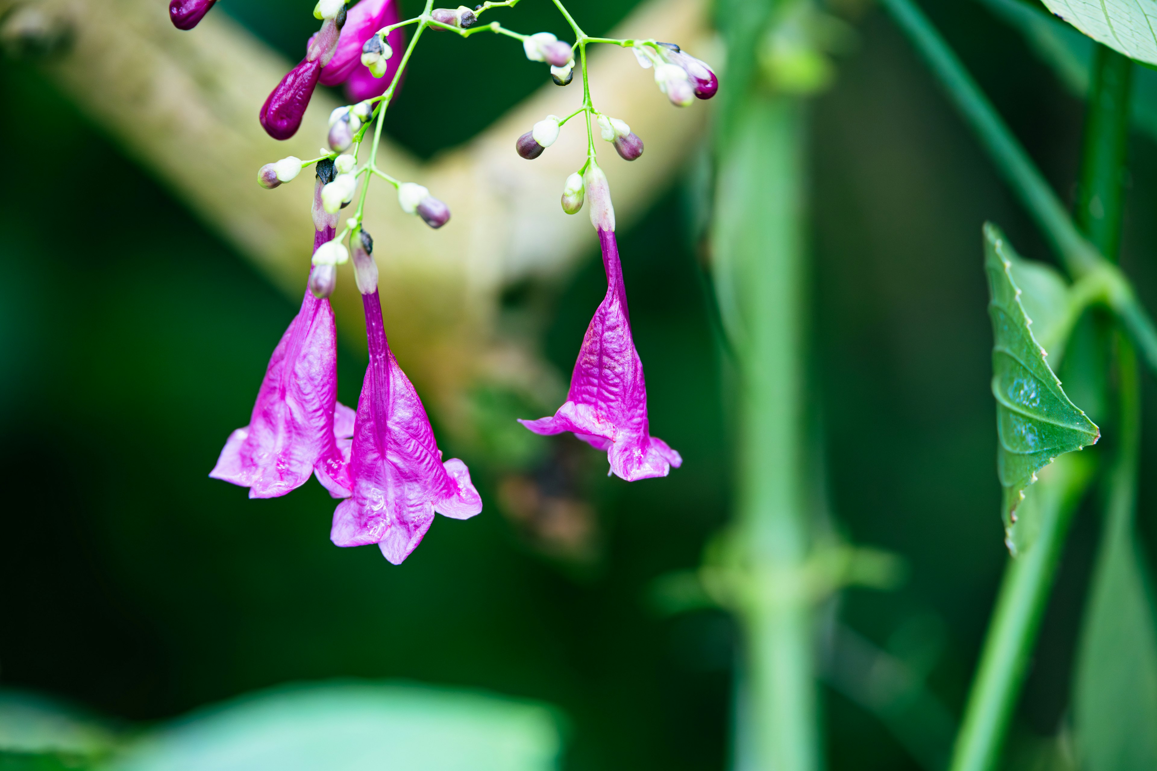 Lebendige lila Blumen blühen vor einem grünen Hintergrund