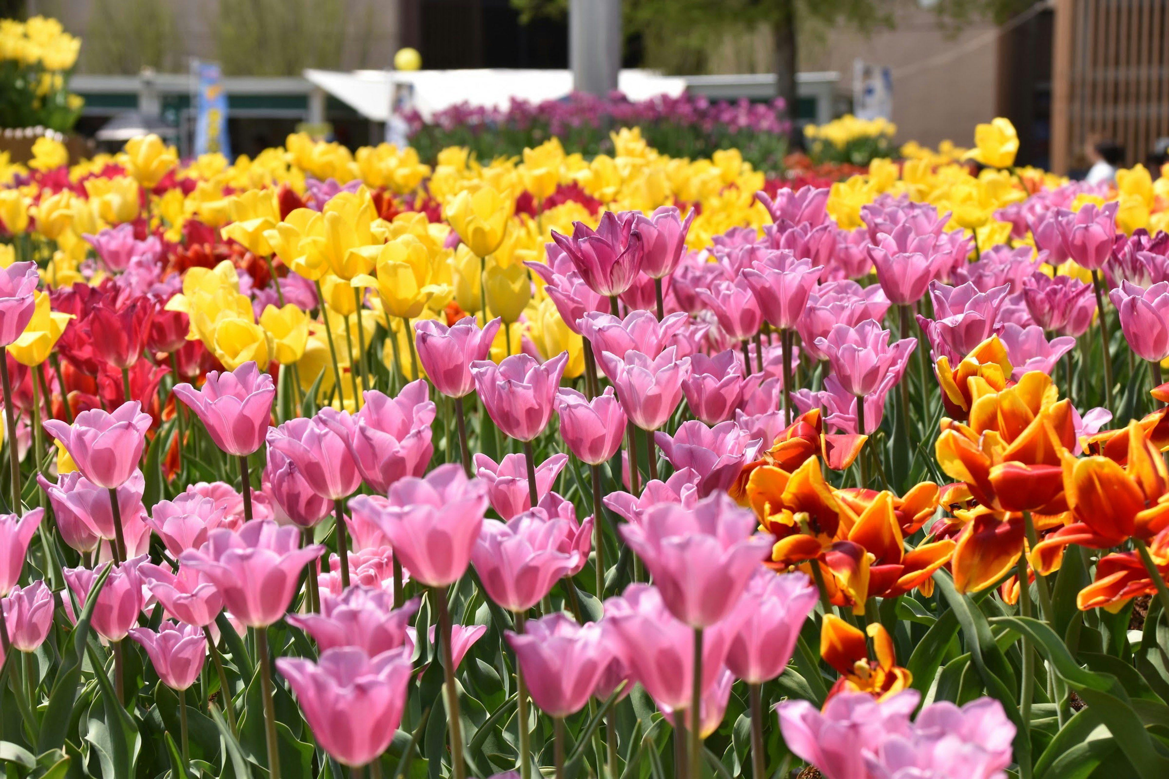 Campo di tulipani colorati con fiori rosa gialli e arancioni