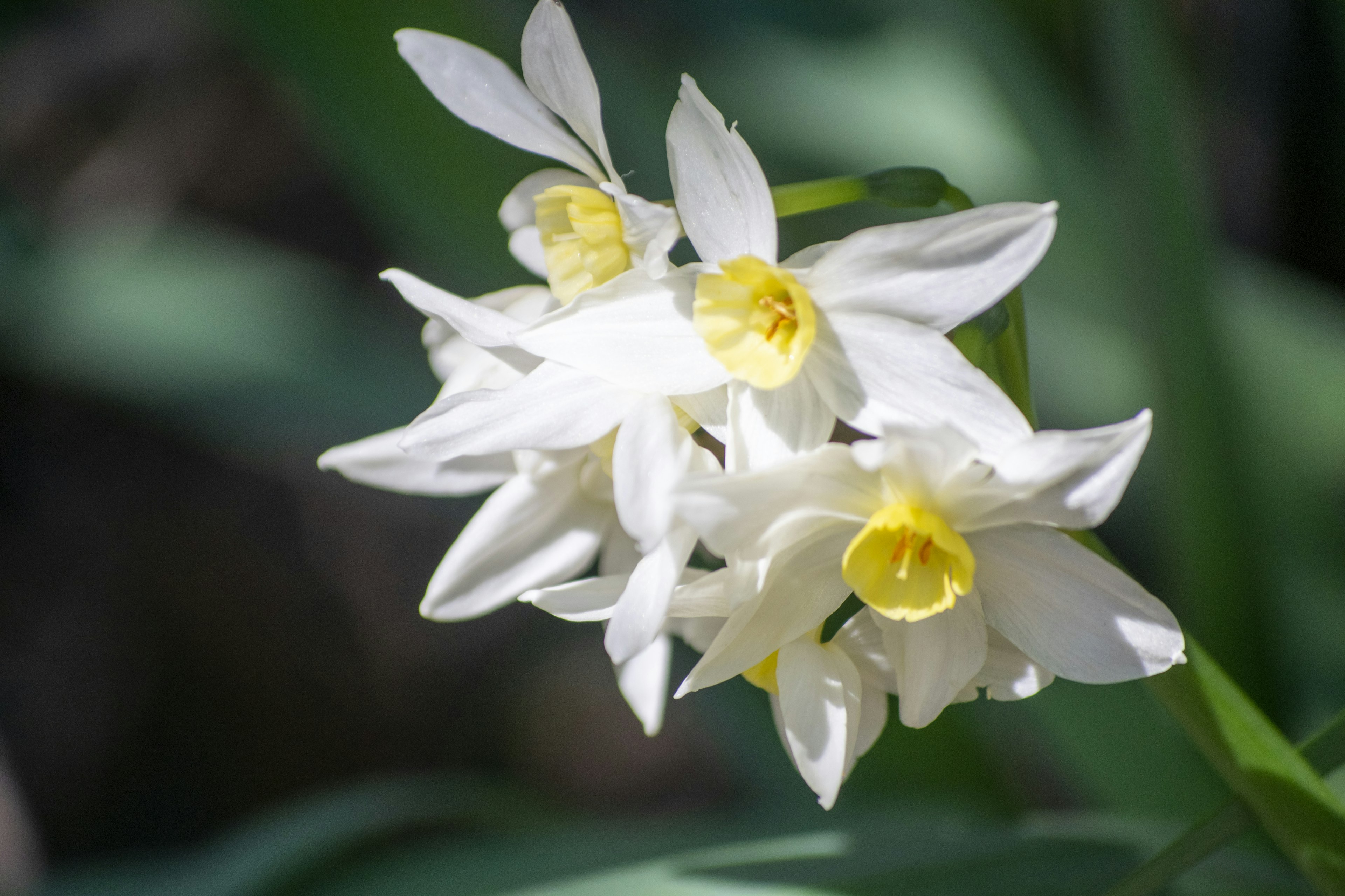 Nahaufnahme von weißen Blumen mit gelben Mittelpunkten