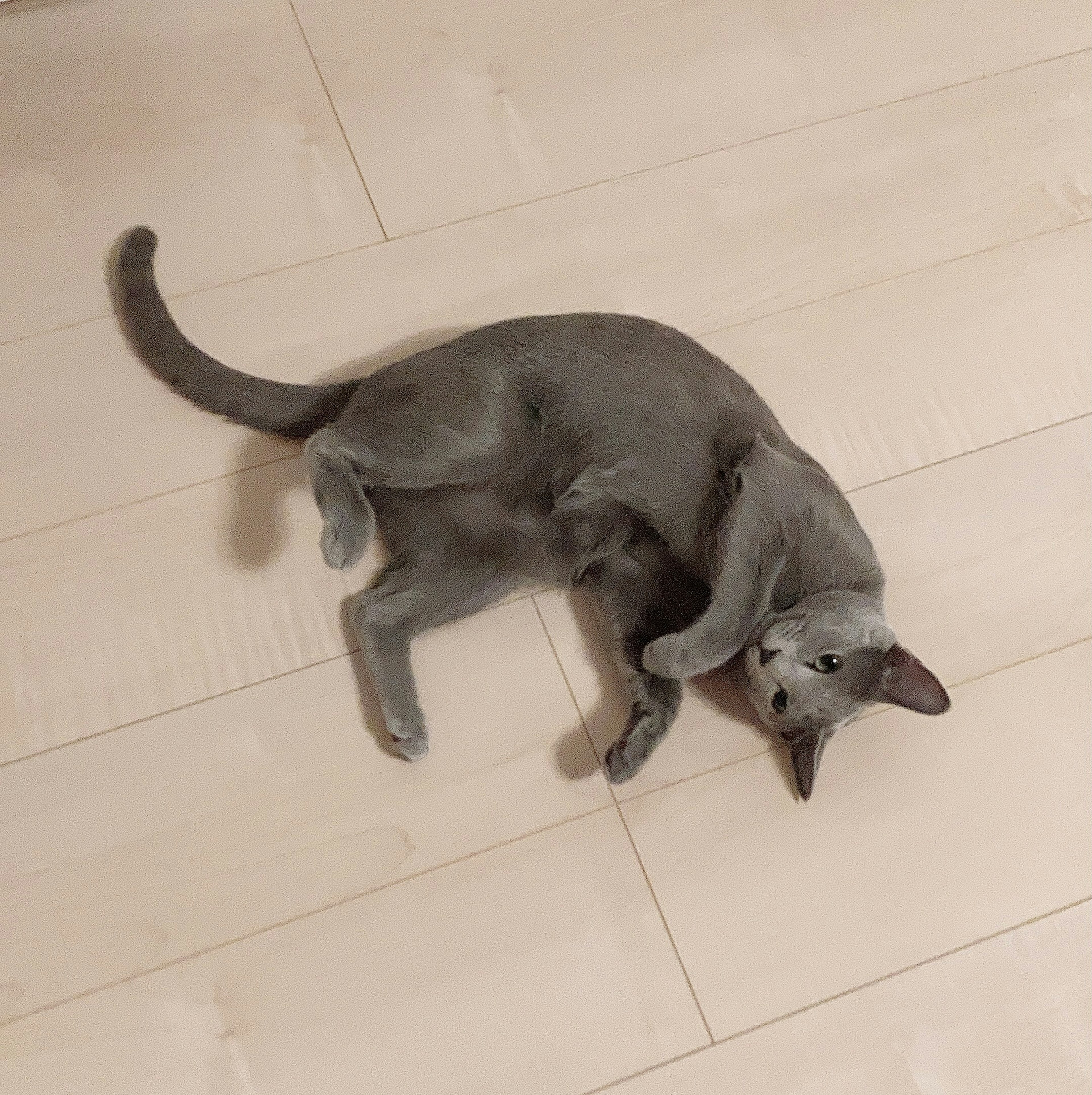 Gatto grigio sdraiato sul pavimento