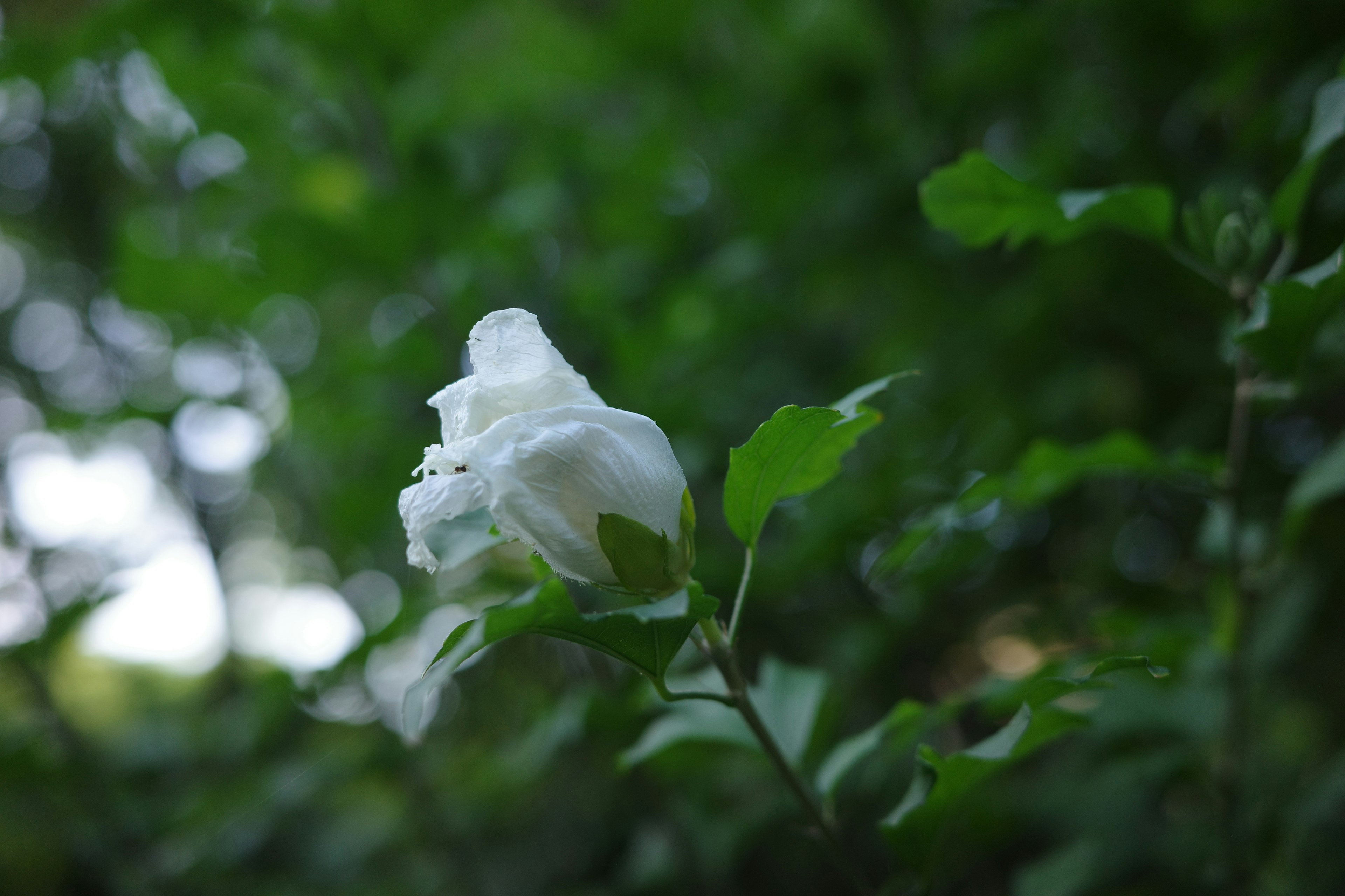 緑の背景に白い花が咲いている様子