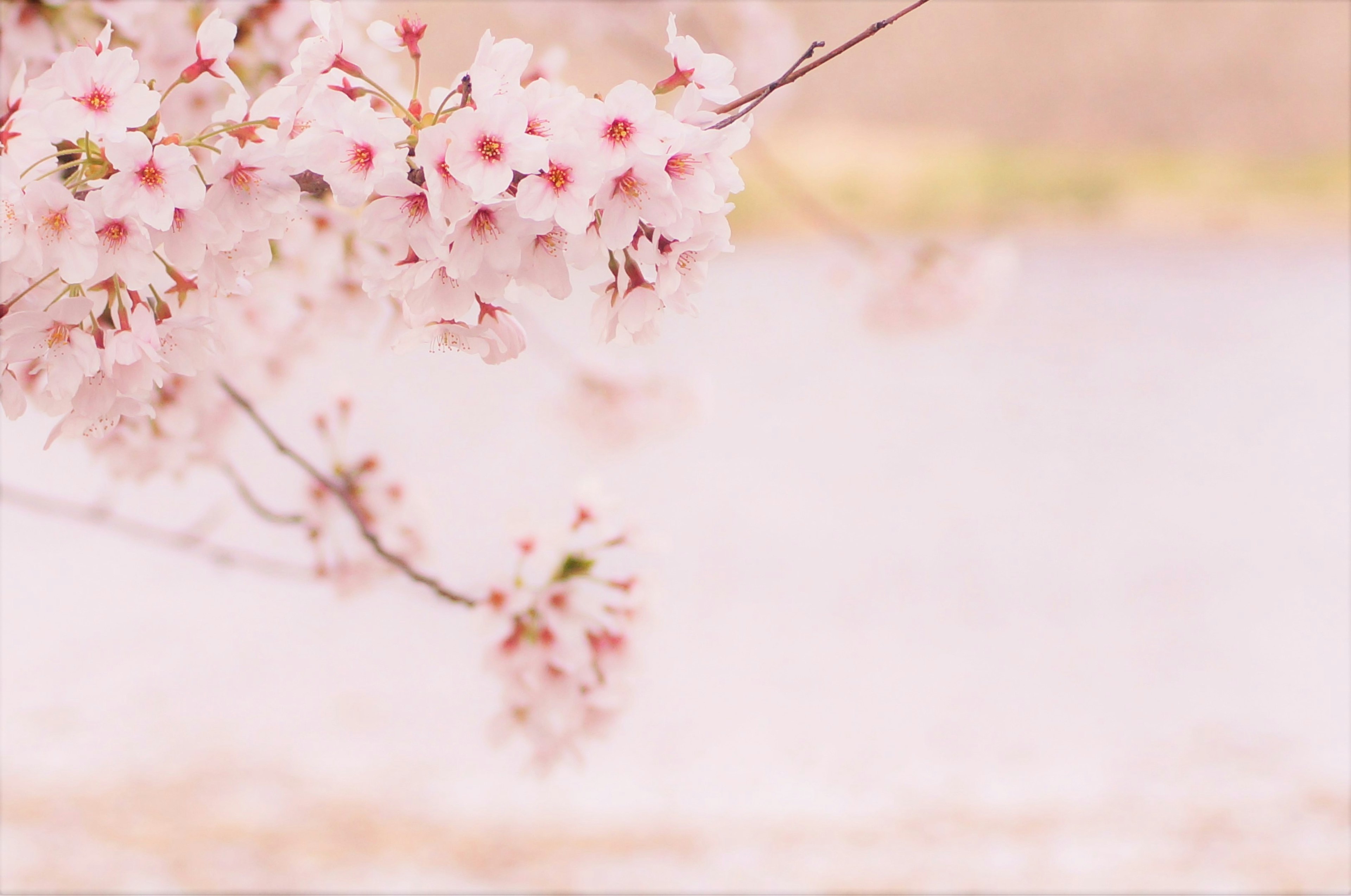 Close-up cabang sakura dengan kelopak pink lembut