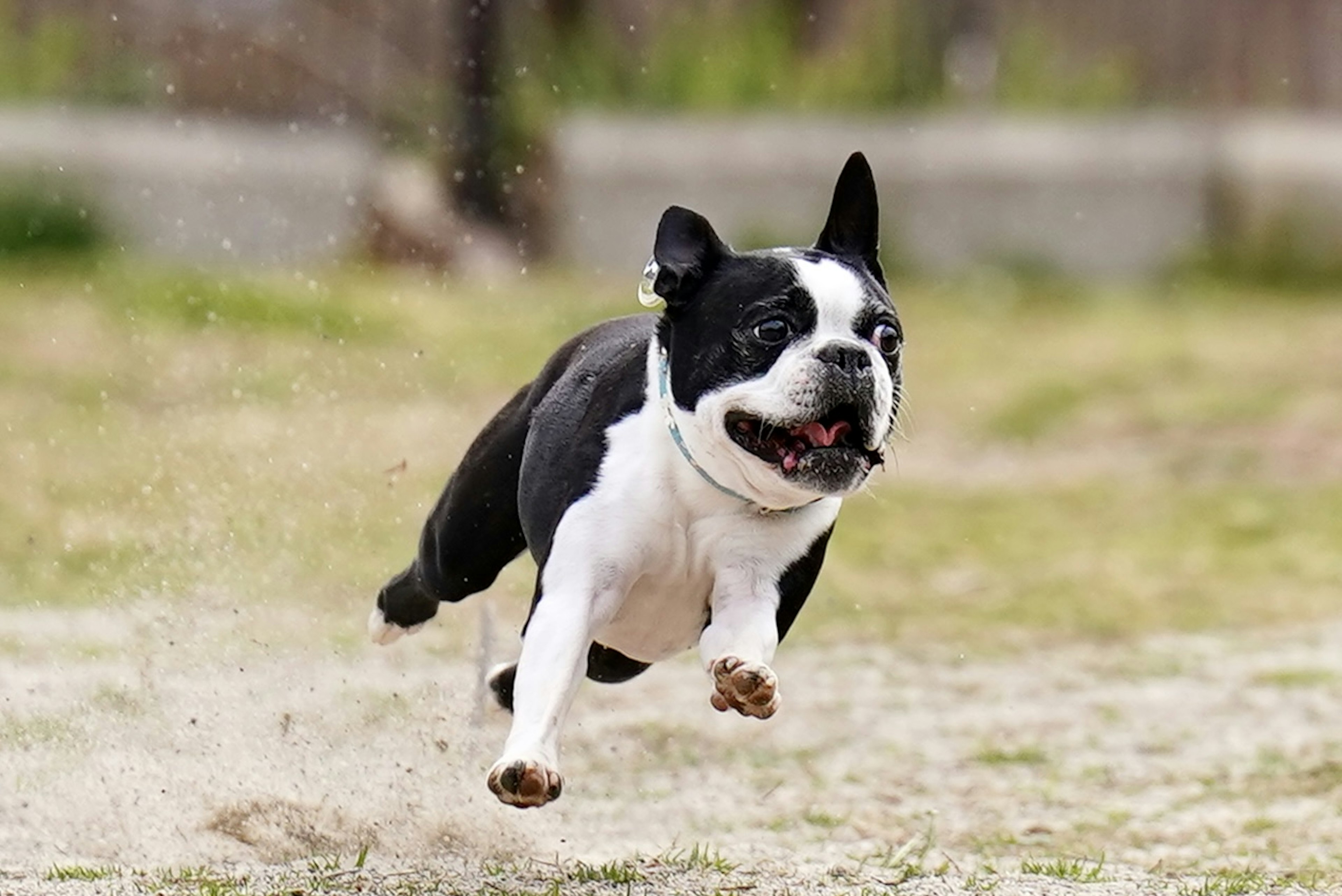 A black and white Boston Terrier running in a grassy field