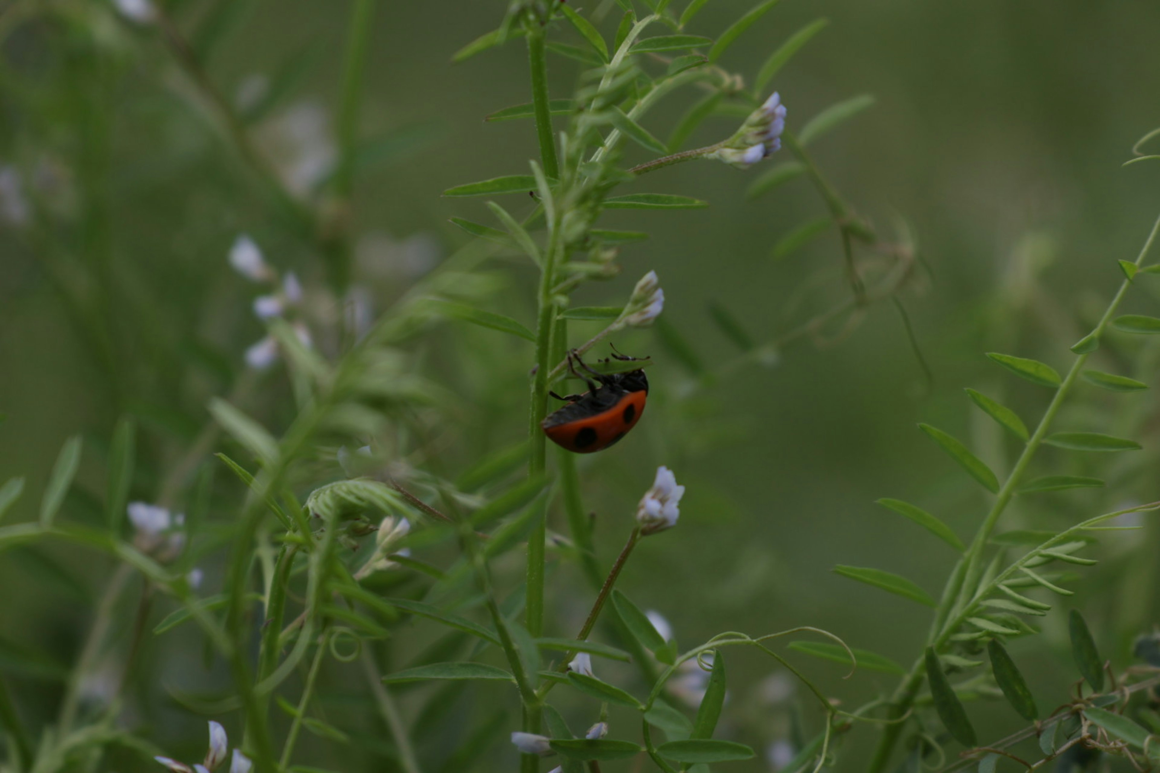 緑の背景に小さな白い花と赤い甲虫がいる画像