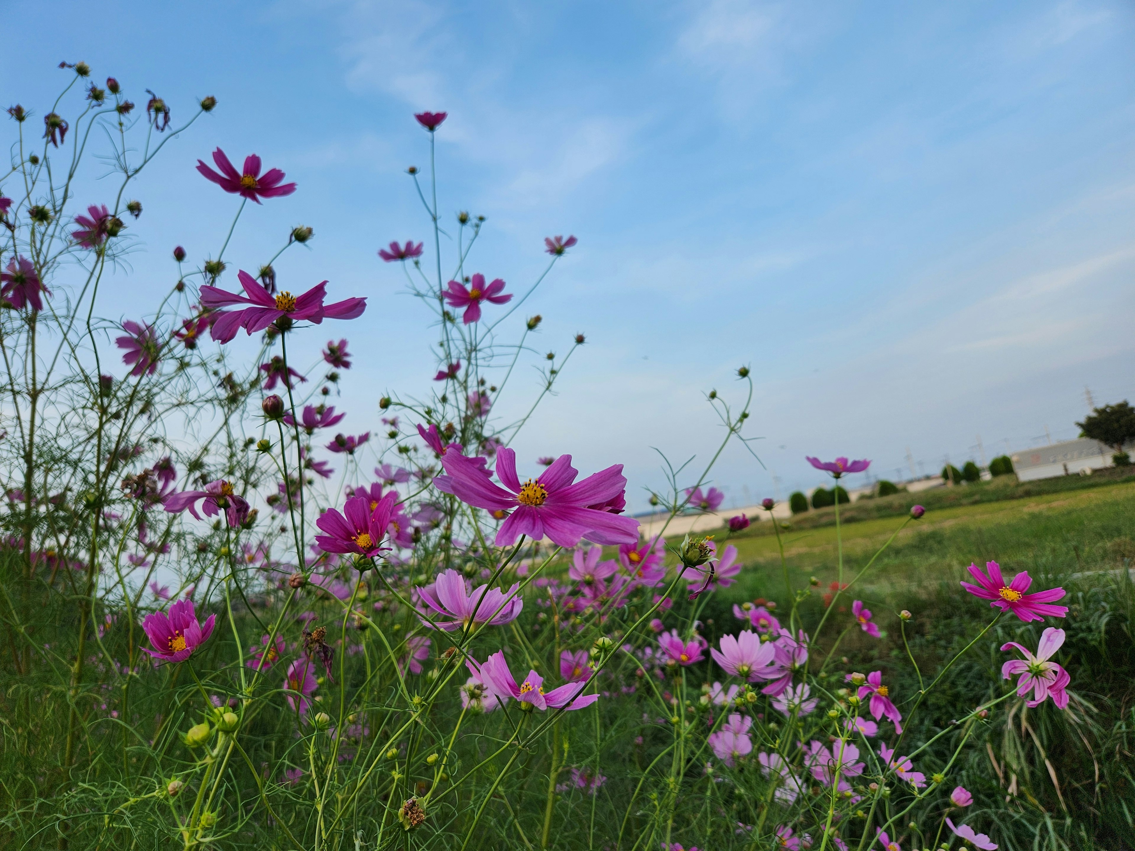 青空の下に咲くコスモスの花々と緑の草原