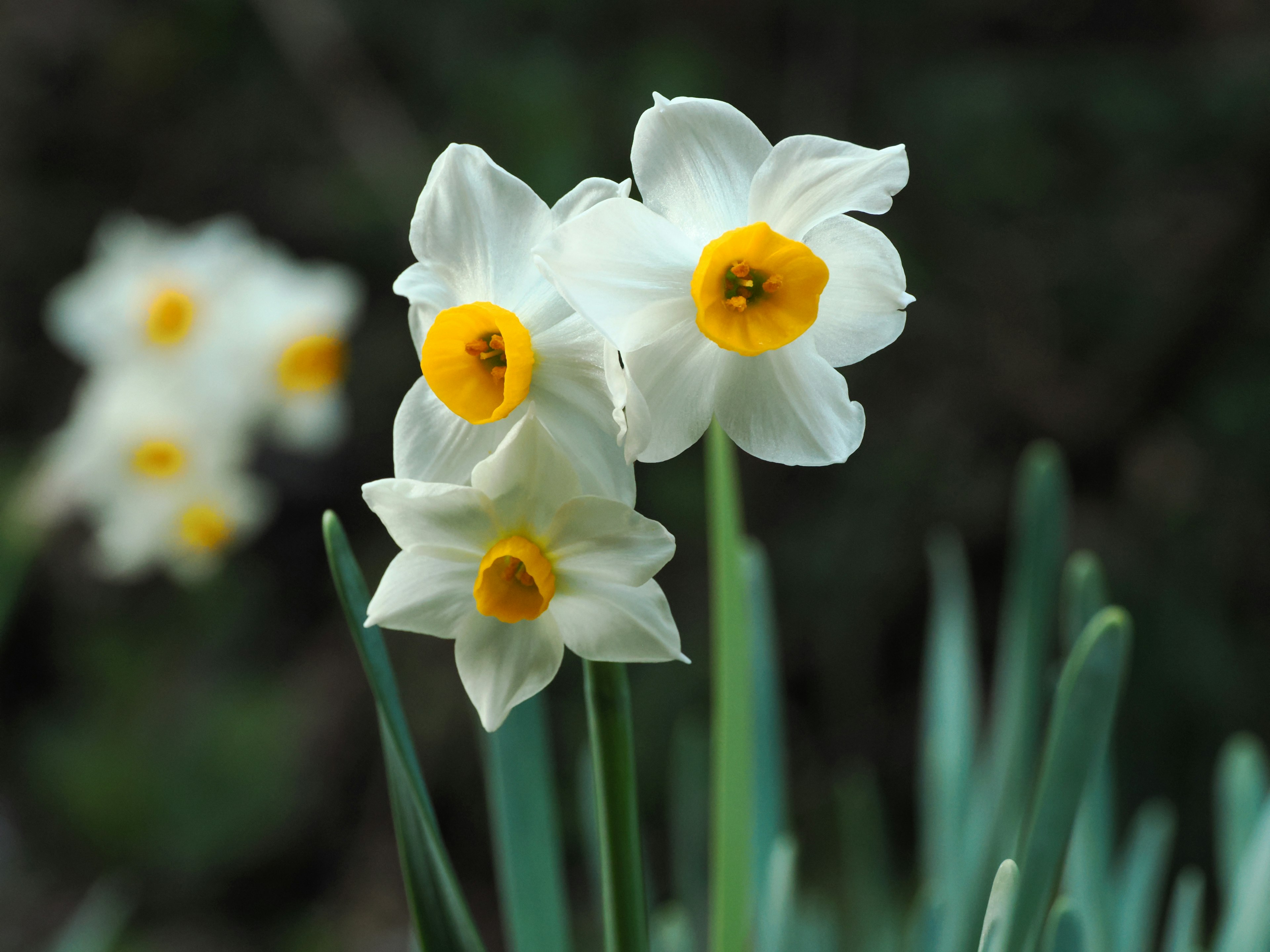 White daffodil flowers with yellow centers rising from green stems