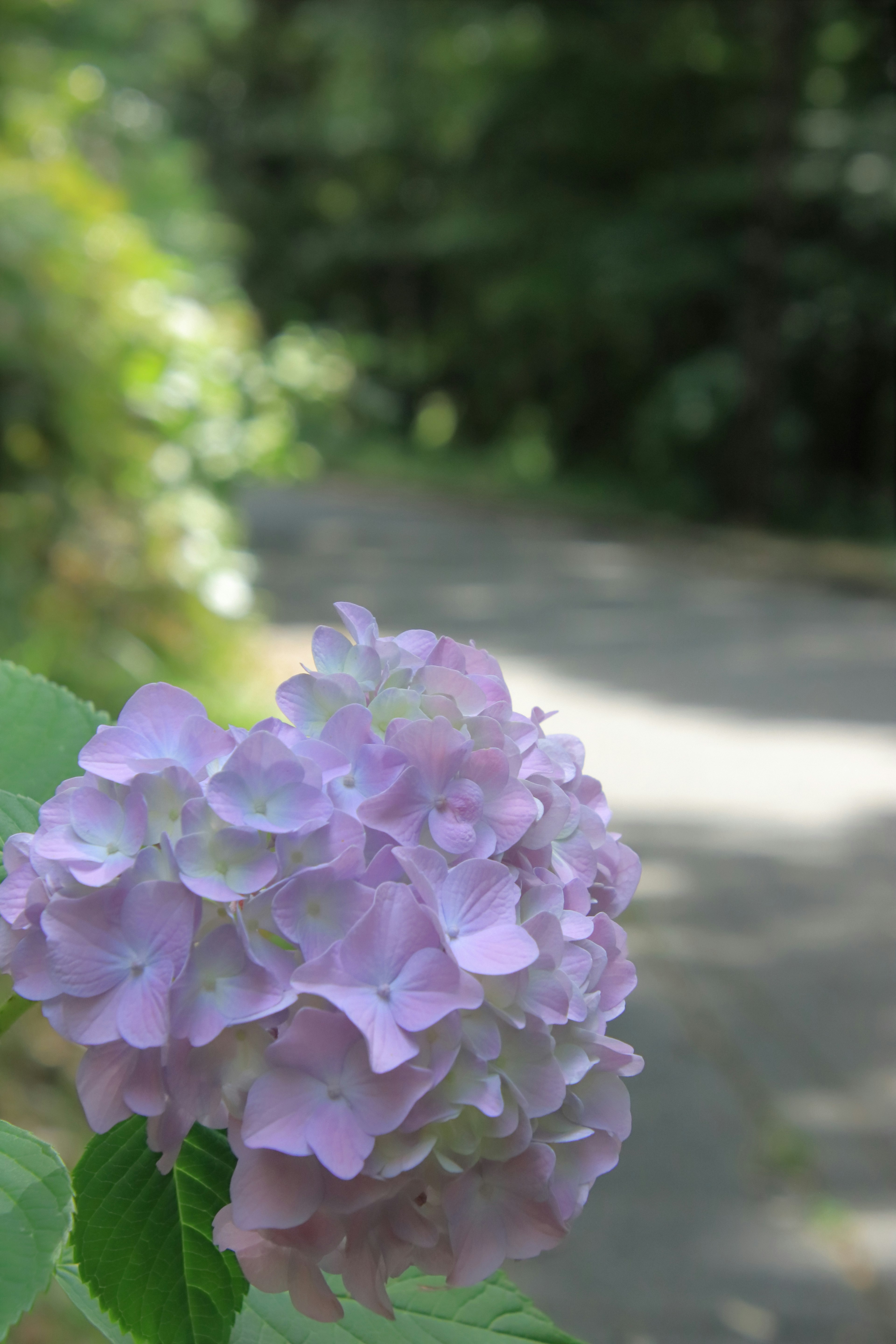 紫色のアジサイの花と背景の緑の道