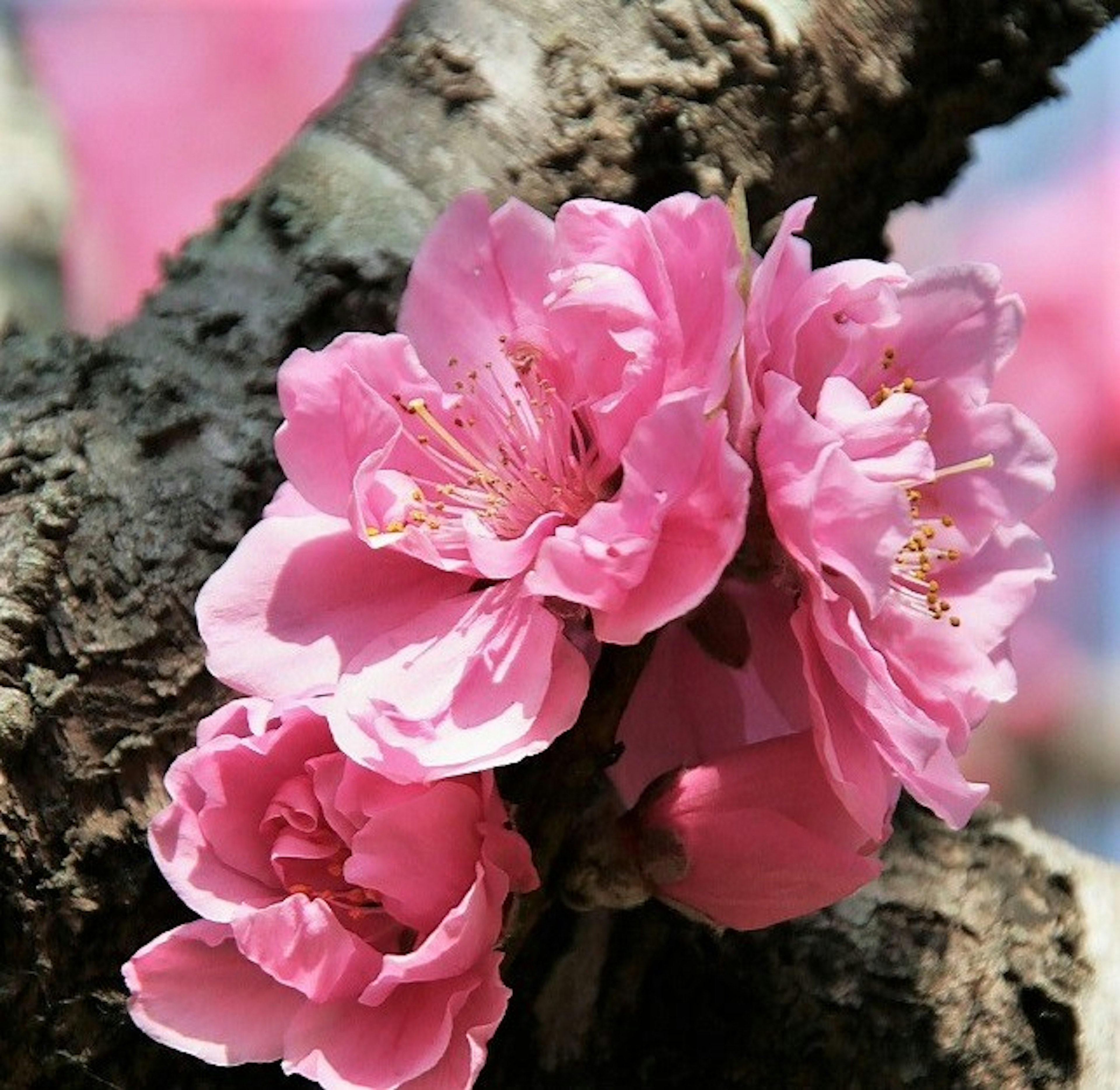 桃花特写在树枝上