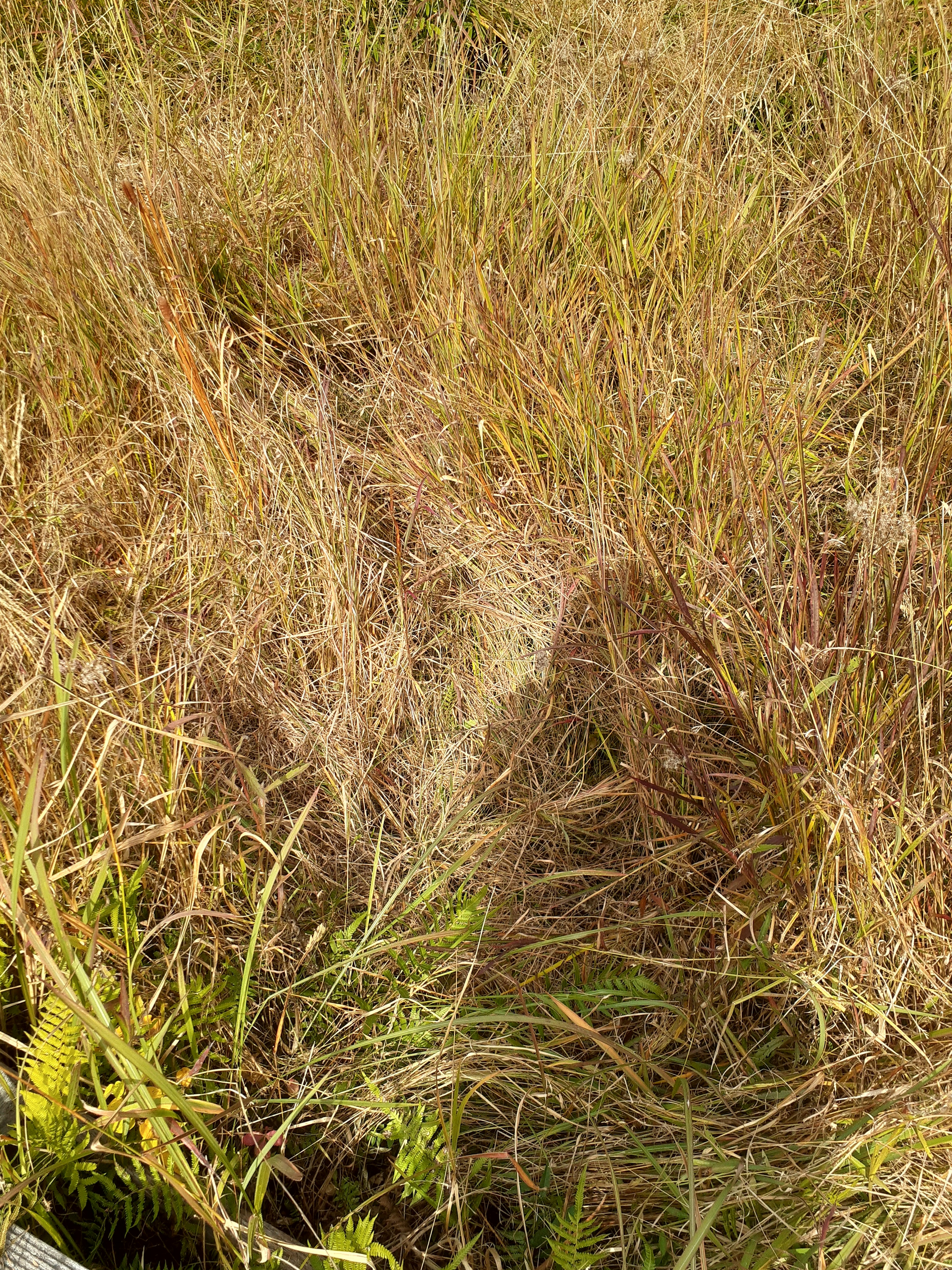 Foto einer natürlichen Landschaft mit dichtem Gras