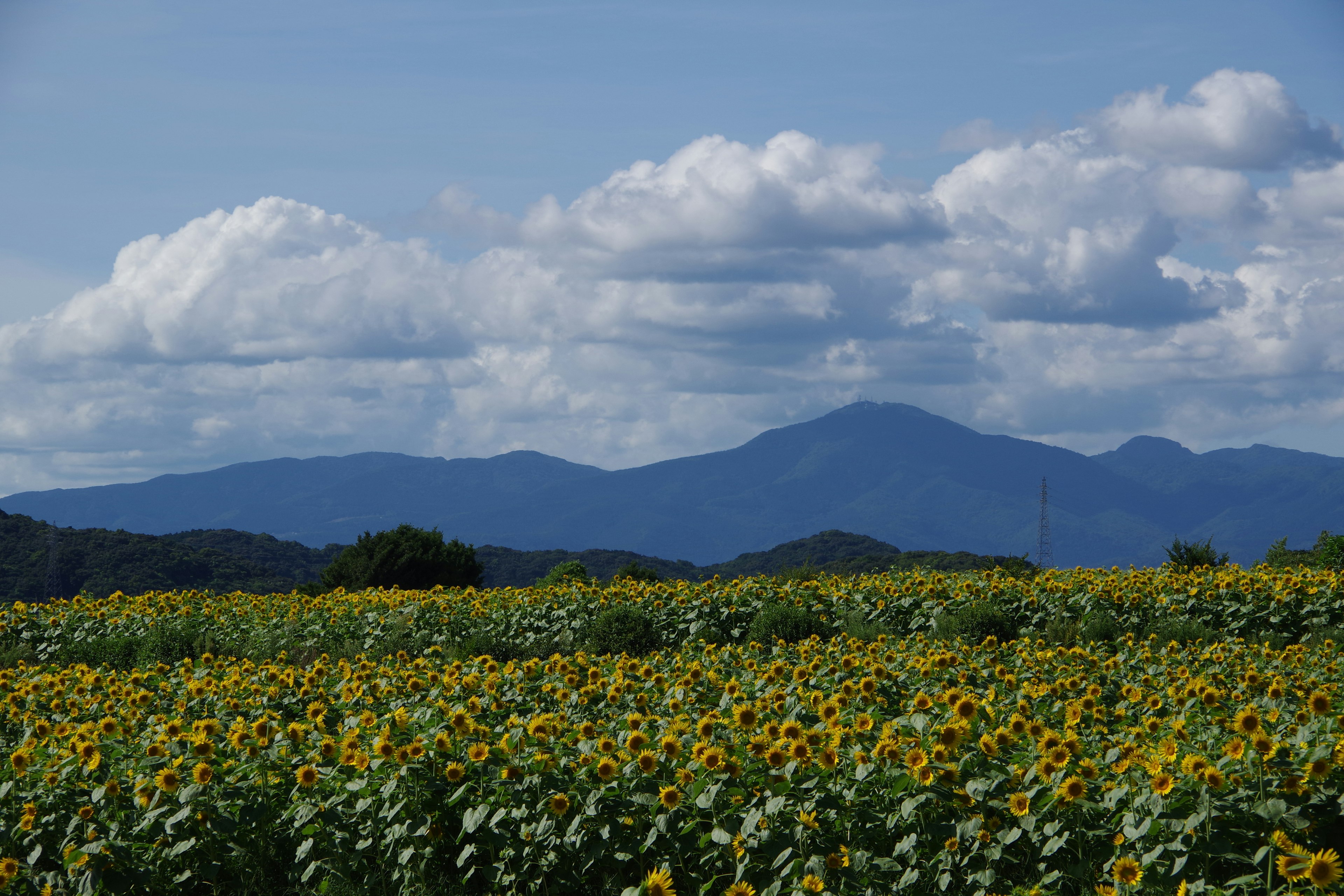 Campo de girasoles bajo un cielo azul con montañas distantes