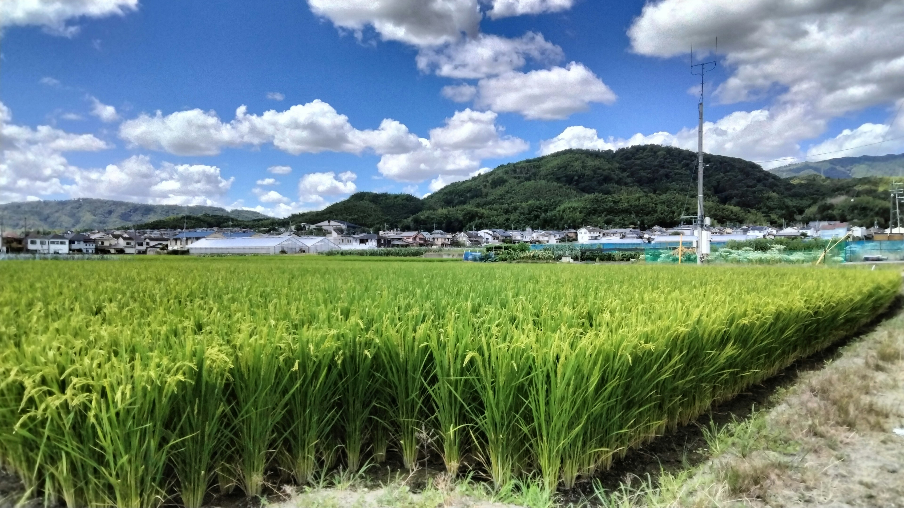 Scenic view of lush rice fields under a bright blue sky