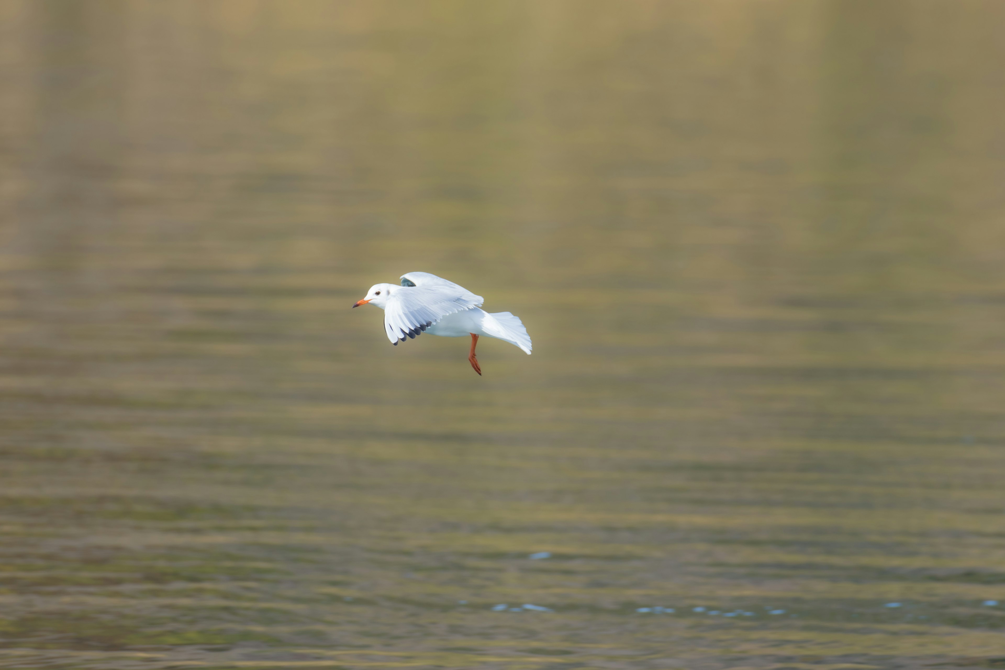 A white bird flying over the water surface