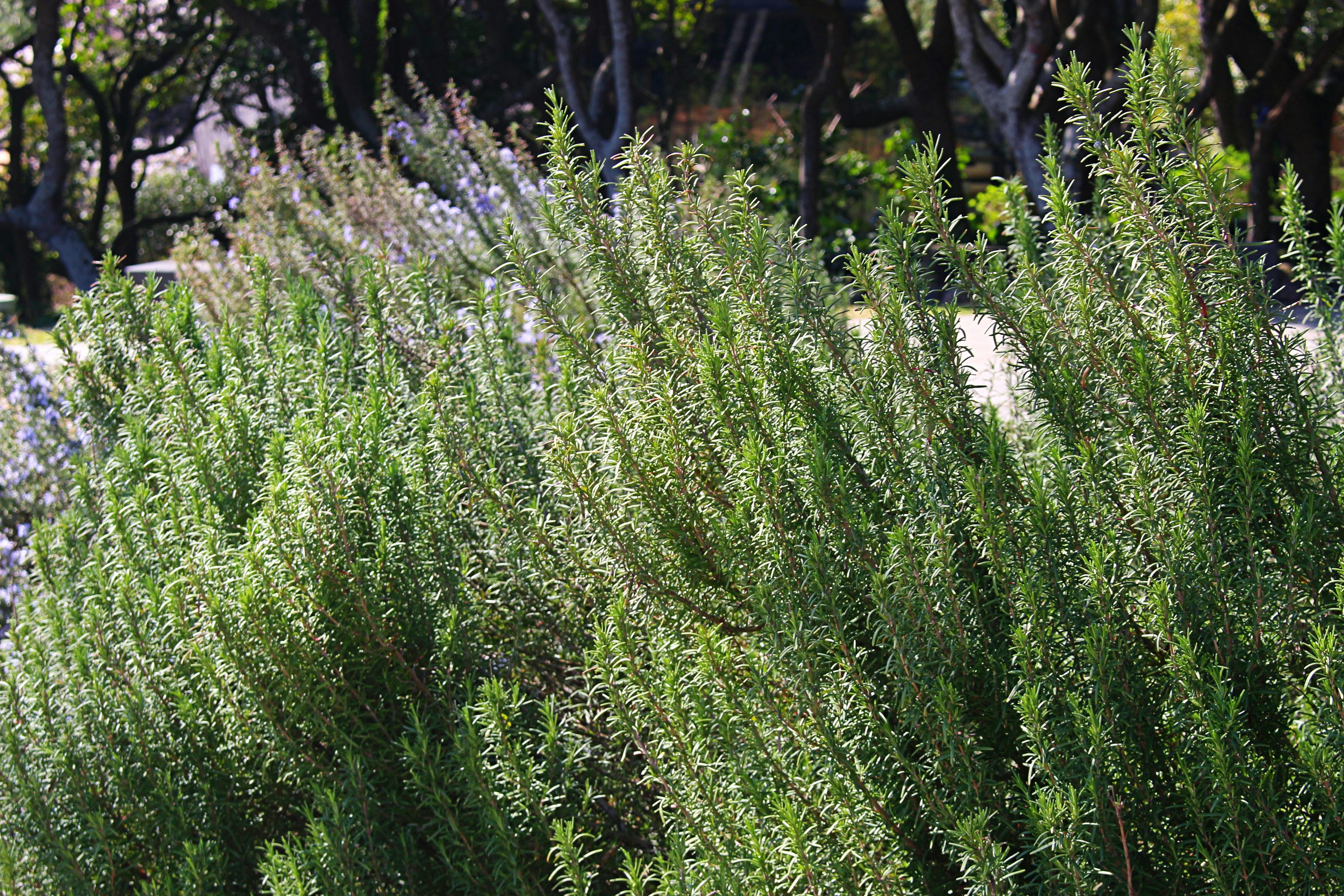 Lush green herbs swaying in the wind