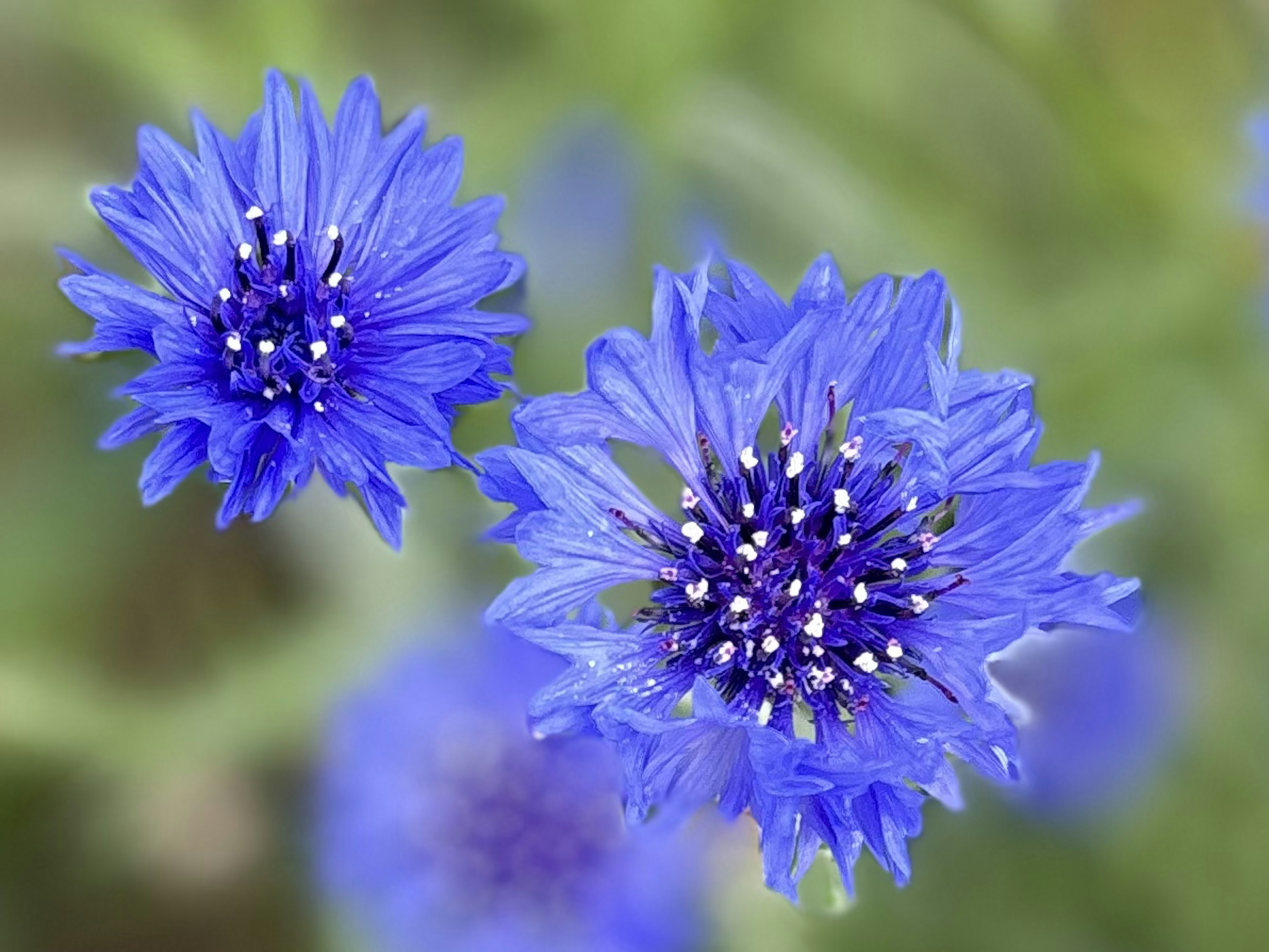 Close-up of two vibrant blue flowers with white stamens in the center