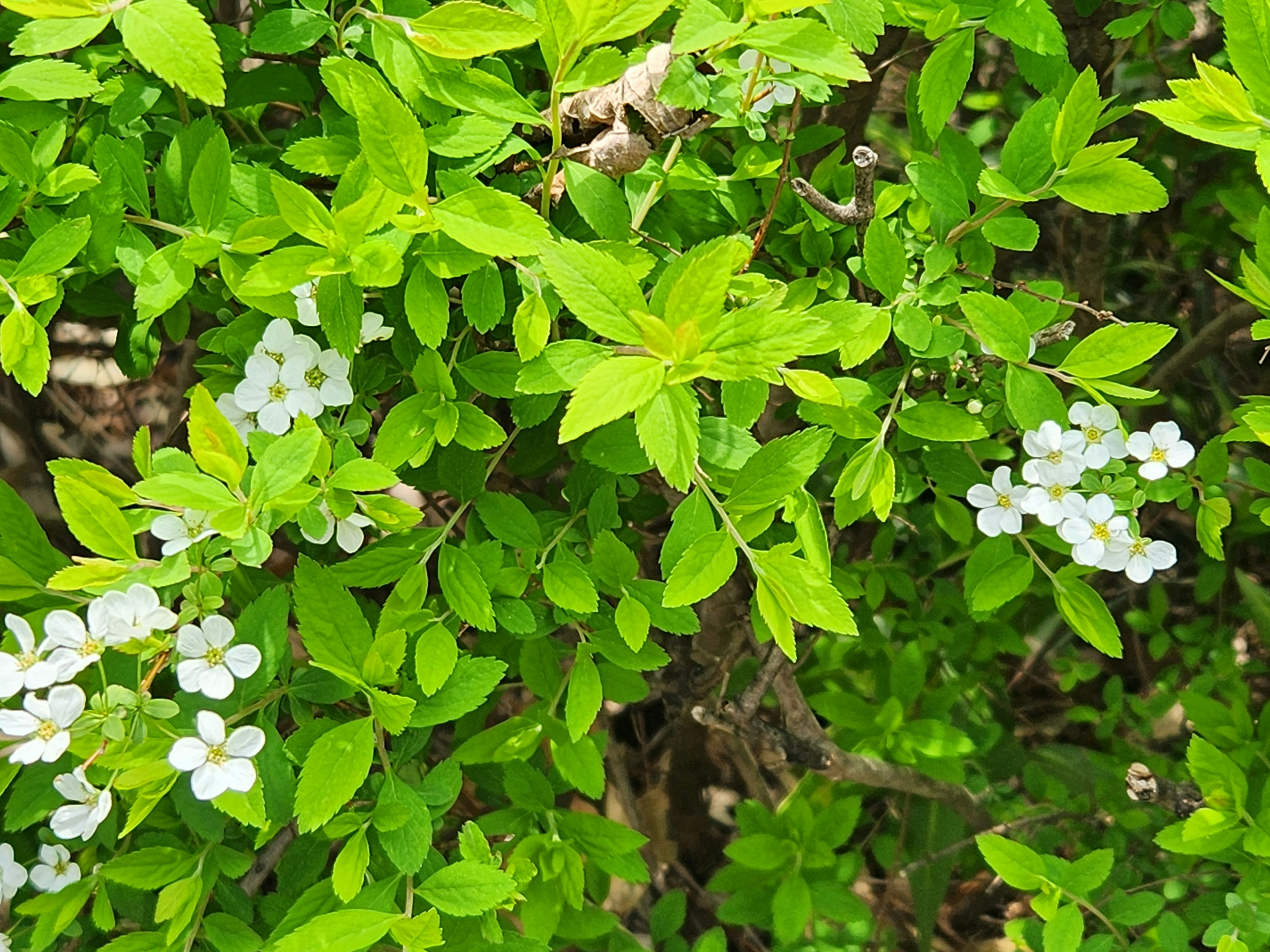 Primer plano de una planta con hojas verdes y flores blancas