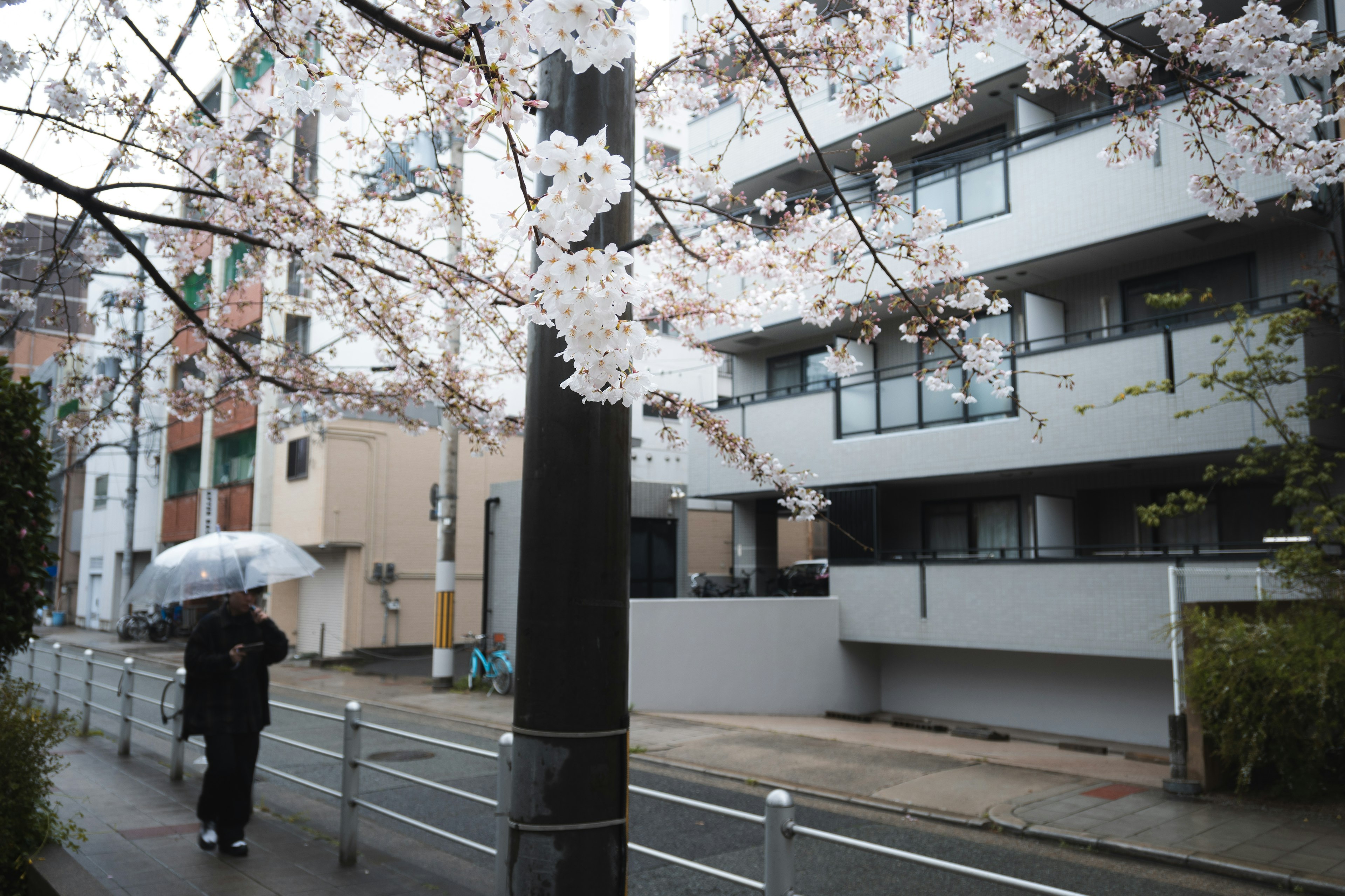 Persona caminando con paraguas bajo cerezos en flor en un entorno urbano