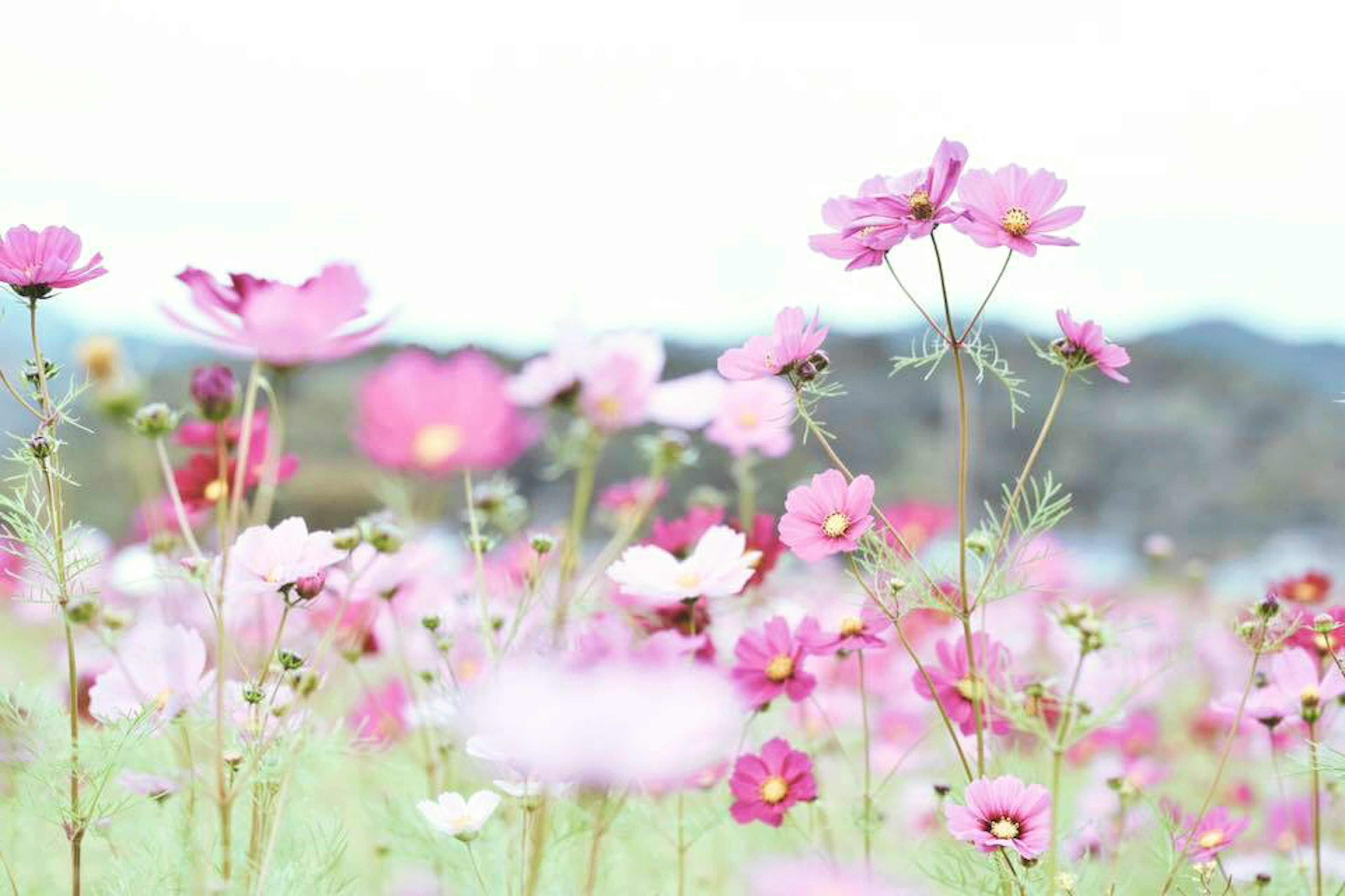 色とりどりのコスモスの花畑が広がる風景